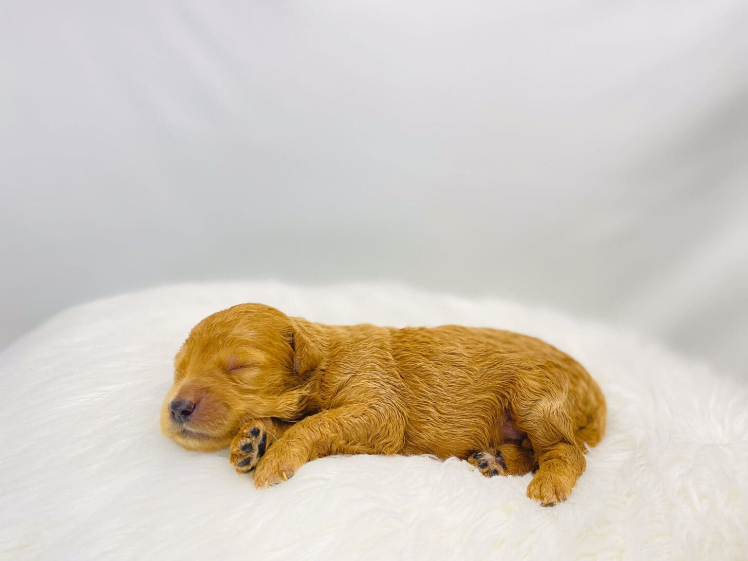 I am just a tiny baby and would love to join your family soon! Of course, you can’t see how cute and curly I will be when I get older, so the Dog Club will send updated photos when I am about 6 to 7 weeks old, if you choose to adopt me. Infant puppy deposits are refundable or transferrable.