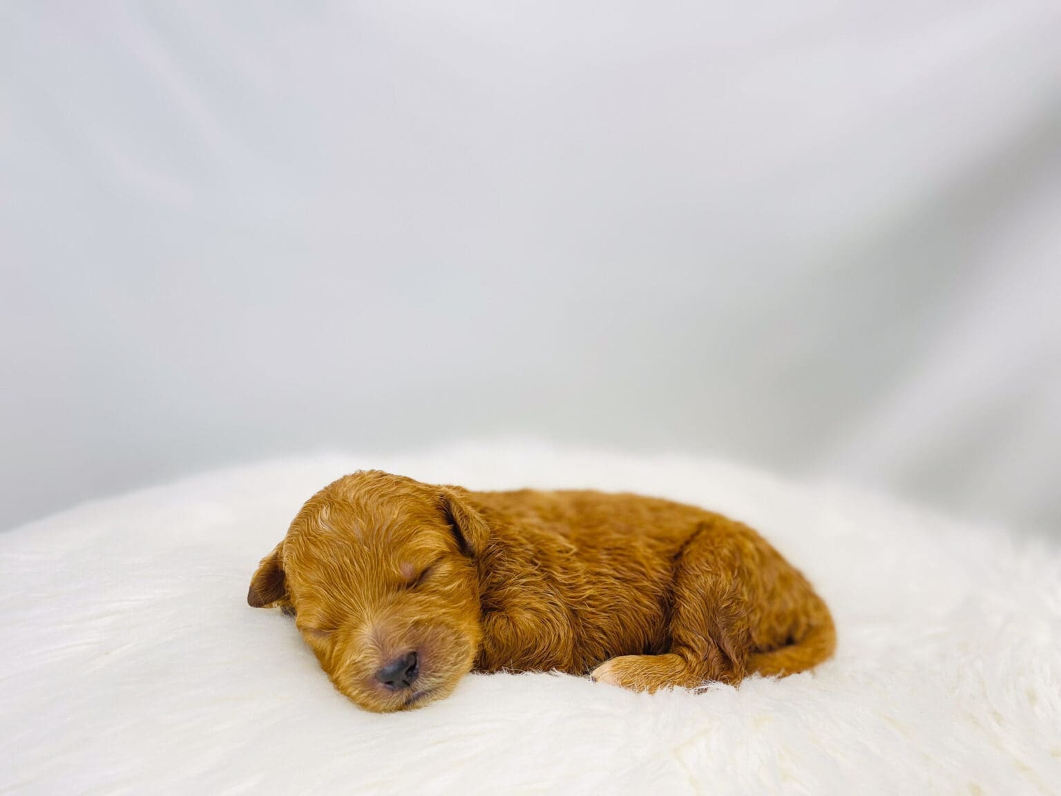 I am just a tiny baby and would love to join your family soon! Of course, you can’t see how cute and curly I will be when I get older, so the Dog Club will send updated photos when I am about 6 to 7 weeks old, if you choose to adopt me. Infant puppy deposits are refundable or transferrable.