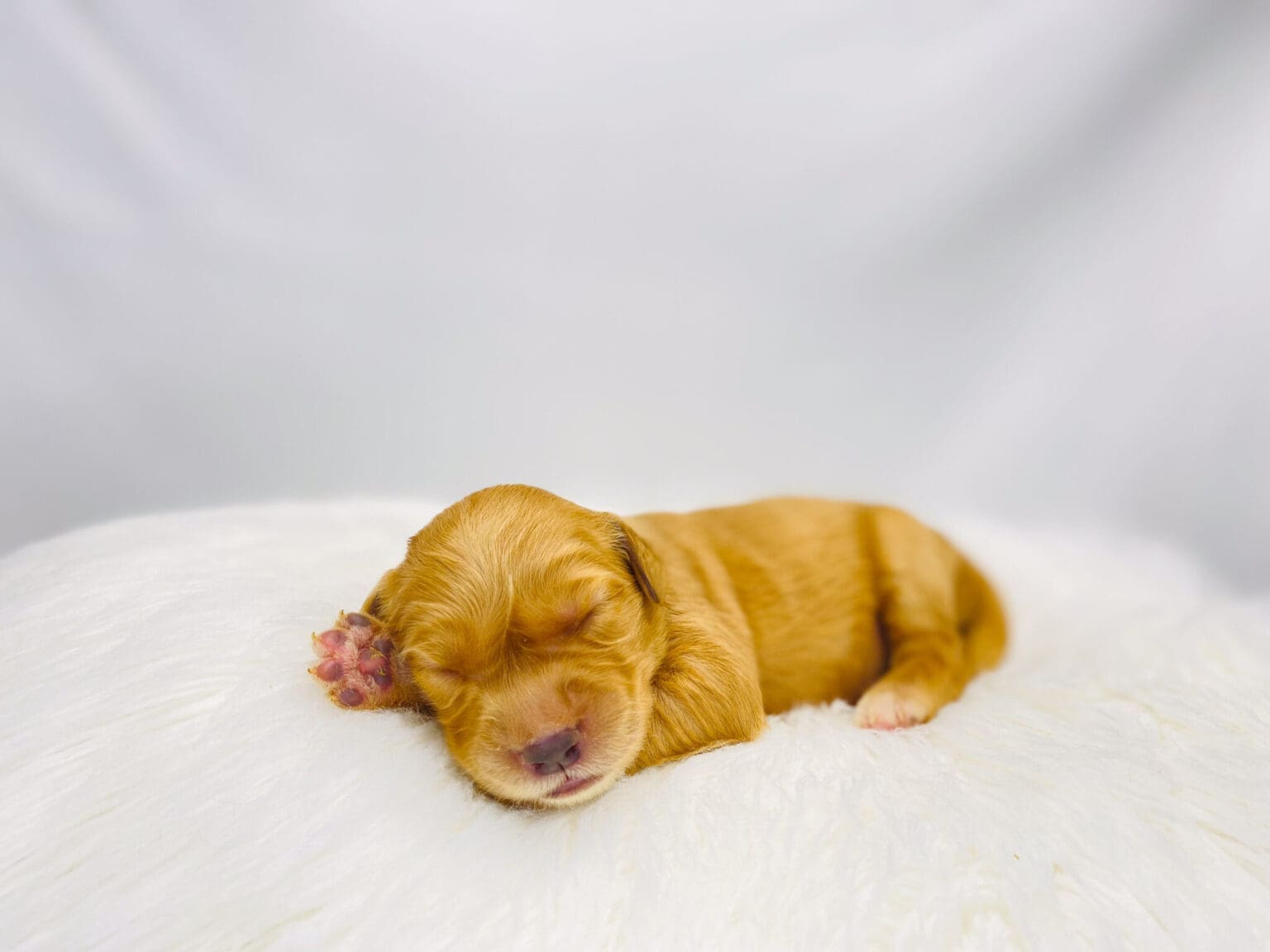 I am just a tiny baby and would love to join your family soon! Of course, you can’t see how cute and curly I will be when I get older, so the Dog Club will send updated photos when I am about 6 to 7 weeks old, if you choose to adopt me. Infant puppy deposits are refundable or transferrable.