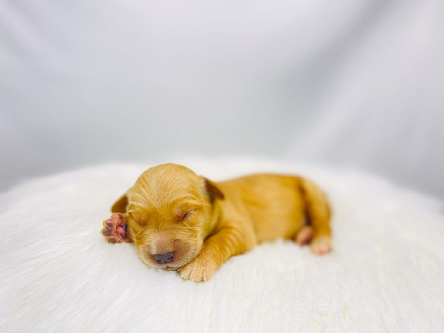 I am just a tiny baby and would love to join your family soon! Of course, you can’t see how cute and curly I will be when I get older, so the Dog Club will send updated photos when I am about 6 to 7 weeks old, if you choose to adopt me. Infant puppy deposits are refundable or transferrable.