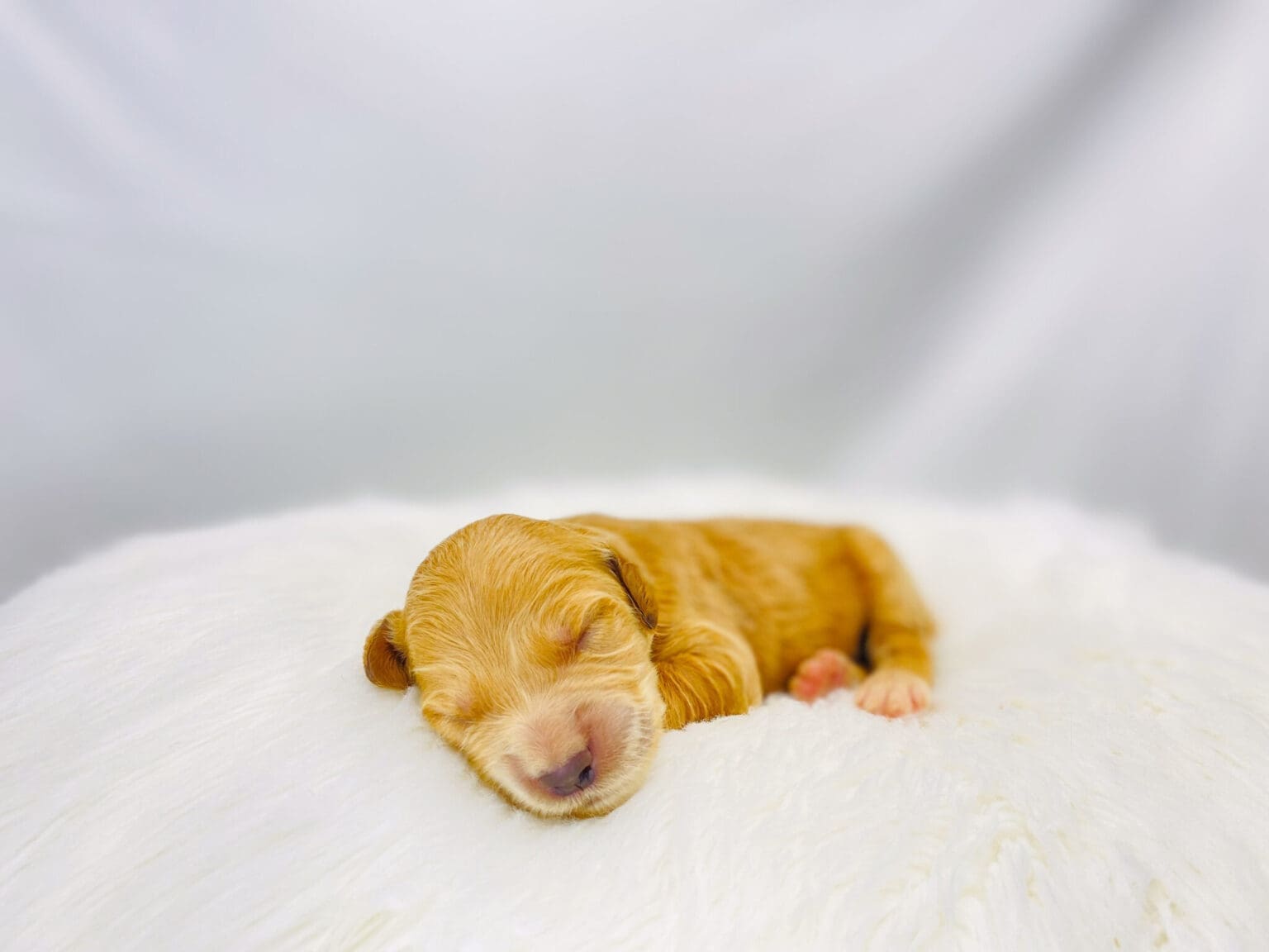 I am just a tiny baby and would love to join your family soon! Of course, you can’t see how cute and curly I will be when I get older, so the Dog Club will send updated photos when I am about 6 to 7 weeks old, if you choose to adopt me. Infant puppy deposits are refundable or transferrable.