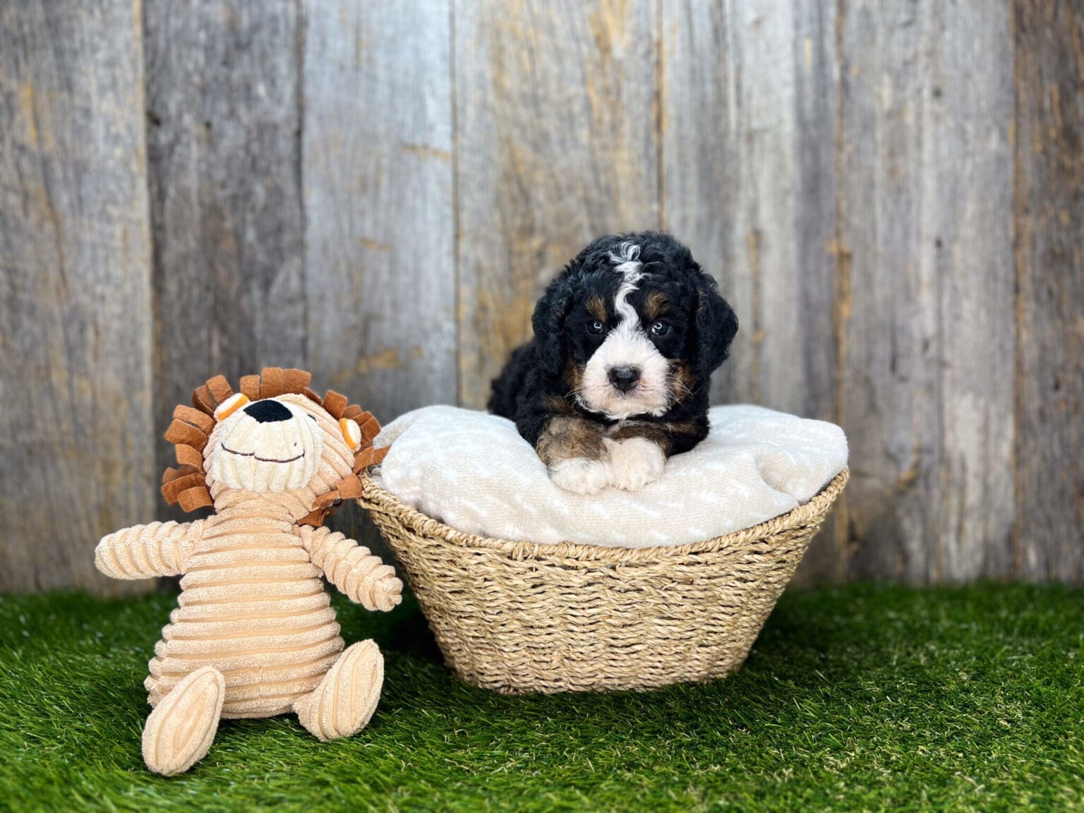 I am just a tiny baby and would love to join your family soon! Of course, you can’t see how cute and curly I will be when I get older, so the Dog Club will send updated photos when I am about 6 to 7 weeks old, if you choose to adopt me. Infant puppy deposits are refundable or transferrable.