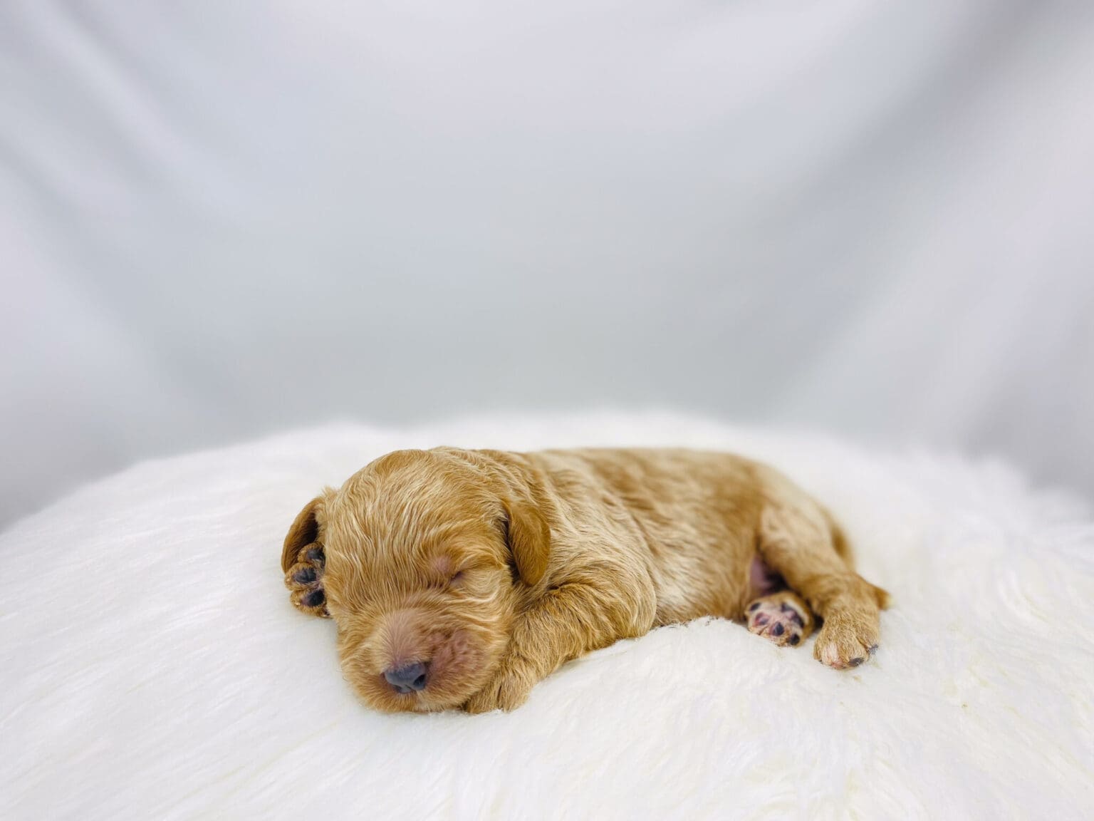 I am just a tiny baby and would love to join your family soon! Of course, you can’t see how cute and curly I will be when I get older, so the Dog Club will send updated photos when I am about 6 to 7 weeks old, if you choose to adopt me. Infant puppy deposits are refundable or transferrable.