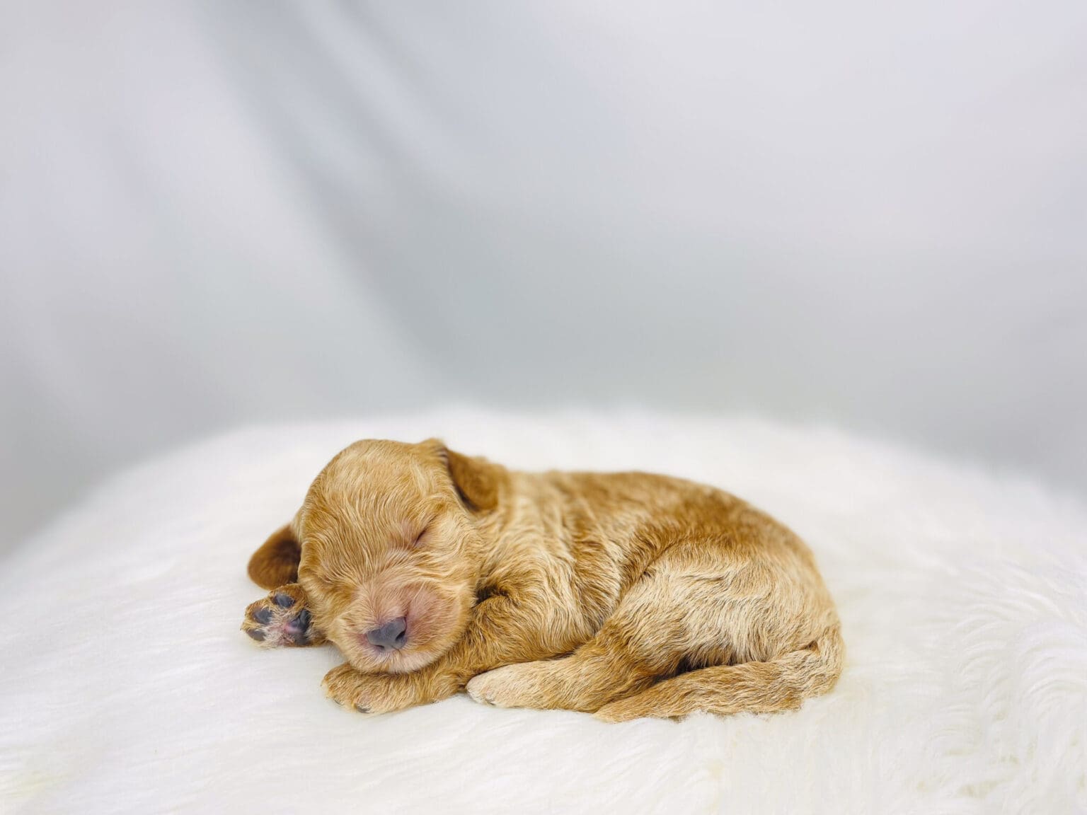 I am just a tiny baby and would love to join your family soon! Of course, you can’t see how cute and curly I will be when I get older, so the Dog Club will send updated photos when I am about 6 to 7 weeks old, if you choose to adopt me. Infant puppy deposits are refundable or transferrable.