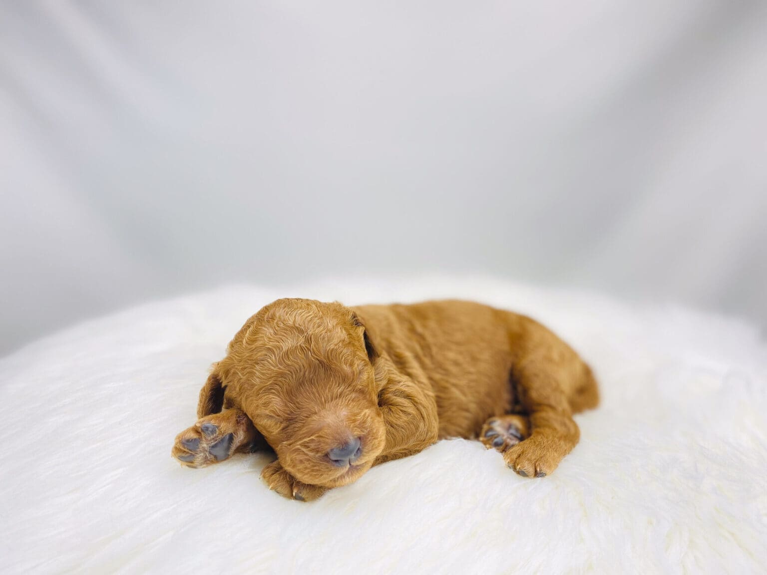 I am just a tiny baby and would love to join your family soon! Of course, you can’t see how cute and curly I will be when I get older, so the Dog Club will send updated photos when I am about 6 to 7 weeks old, if you choose to adopt me. Infant puppy deposits are refundable or transferrable.