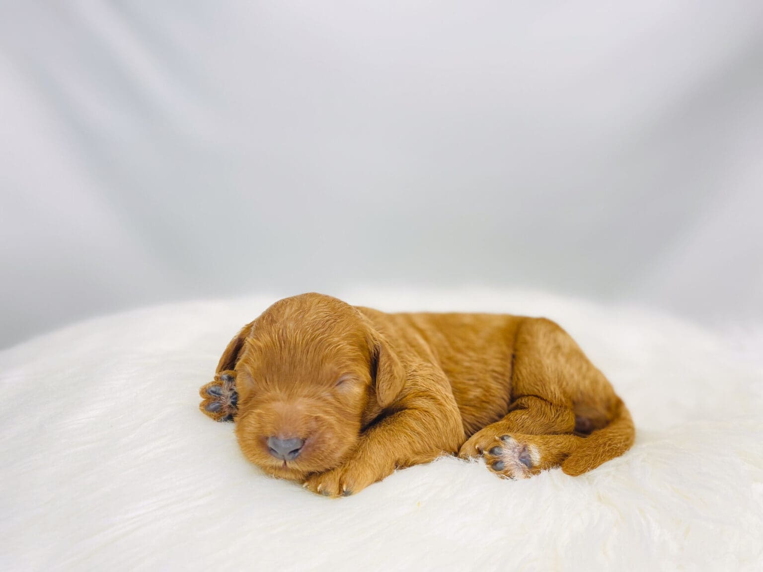 I am just a tiny baby and would love to join your family soon! Of course, you can’t see how cute and curly I will be when I get older, so the Dog Club will send updated photos when I am about 6 to 7 weeks old, if you choose to adopt me. Infant puppy deposits are refundable or transferrable.