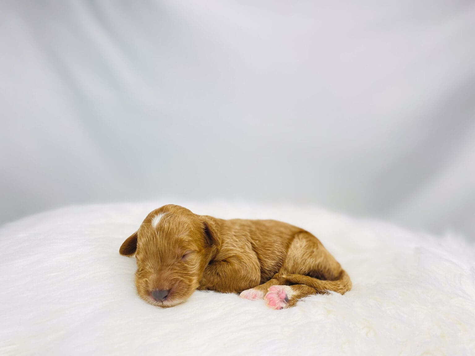 I am just a tiny baby and would love to join your family soon! Of course, you can’t see how cute and curly I will be when I get older, so the Dog Club will send updated photos when I am about 6 to 7 weeks old, if you choose to adopt me. Infant puppy deposits are refundable or transferrable.