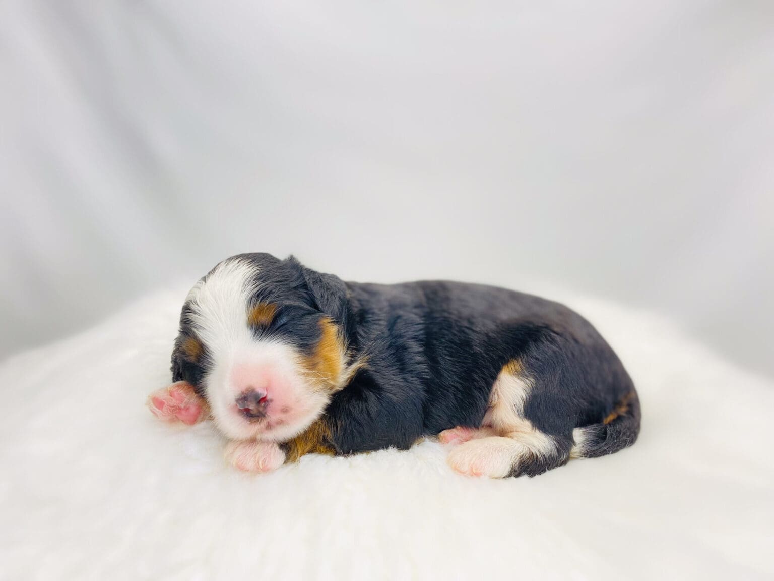 I am just a tiny baby and would love to join your family soon! Of course, you can’t see how cute and curly I will be when I get older, so the Dog Club will send updated photos when I am about 6 to 7 weeks old, if you choose to adopt me. Infant puppy deposits are refundable or transferrable.