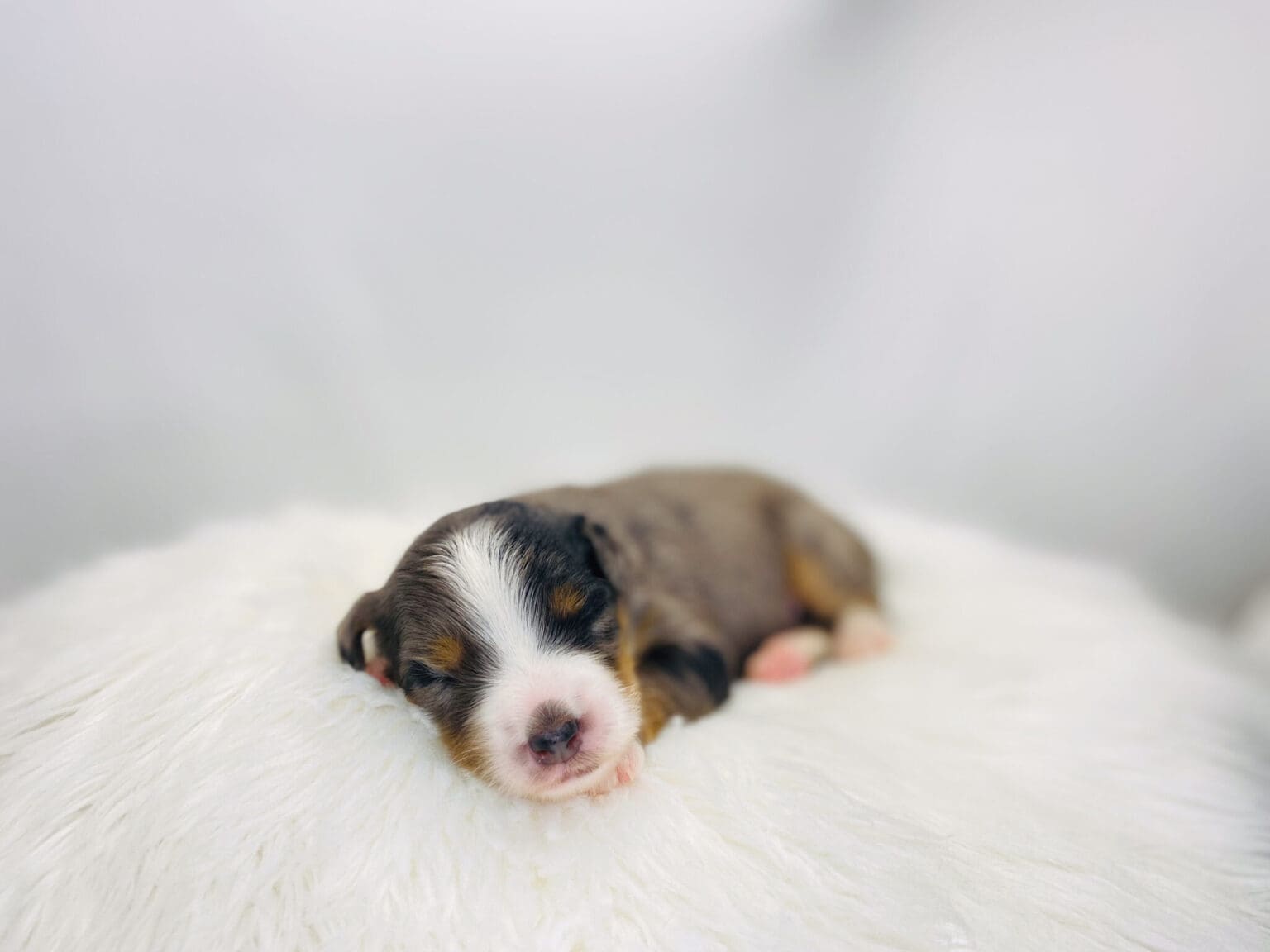 I am just a tiny baby and would love to join your family soon! Of course, you can’t see how cute and curly I will be when I get older, so the Dog Club will send updated photos when I am about 6 to 7 weeks old, if you choose to adopt me. Infant puppy deposits are refundable or transferrable.