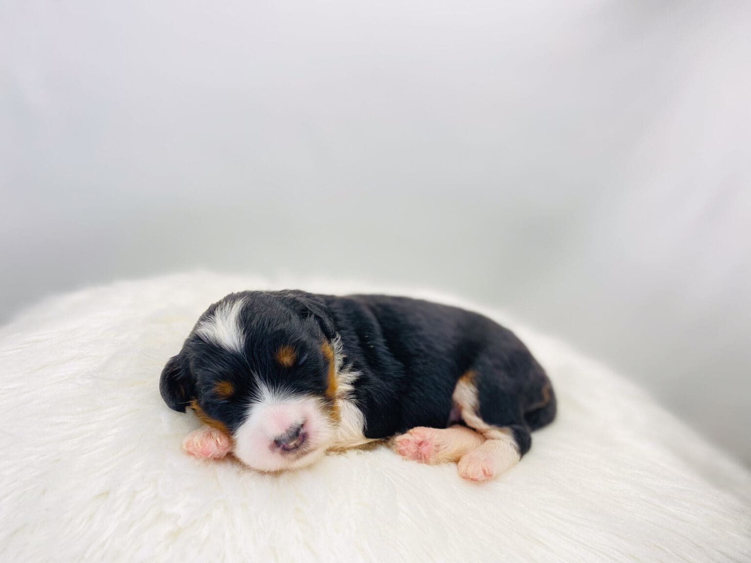 I am just a tiny baby and would love to join your family soon! Of course, you can’t see how cute and curly I will be when I get older, so the Dog Club will send updated photos when I am about 6 to 7 weeks old, if you choose to adopt me. Infant puppy deposits are refundable or transferrable.