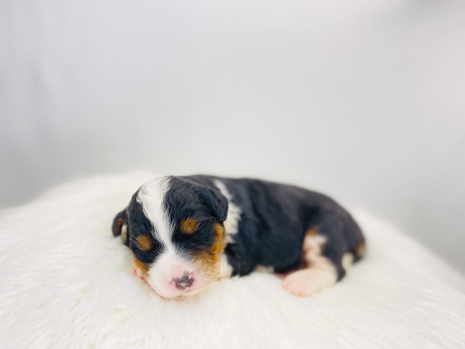 I am just a tiny baby and would love to join your family soon! Of course, you can’t see how cute and curly I will be when I get older, so the Dog Club will send updated photos when I am about 6 to 7 weeks old, if you choose to adopt me. Infant puppy deposits are refundable or transferrable.