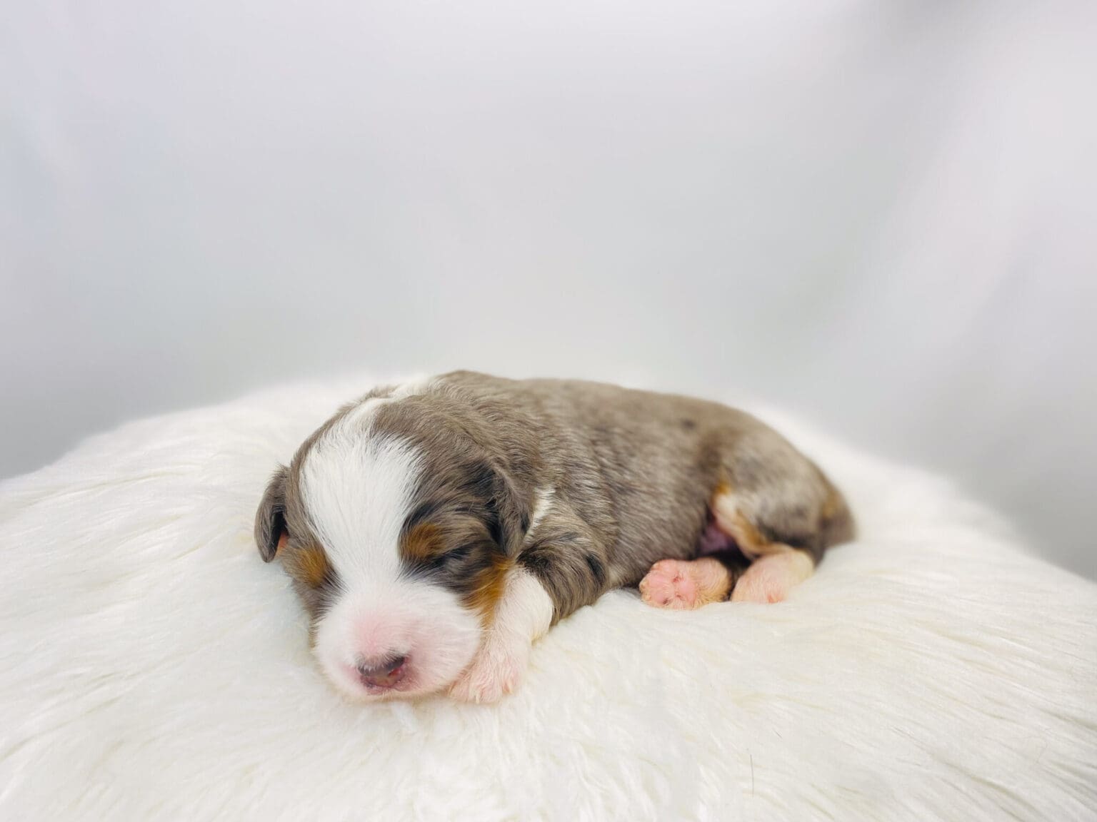 I am just a tiny baby and would love to join your family soon! Of course, you can’t see how cute and curly I will be when I get older, so the Dog Club will send updated photos when I am about 6 to 7 weeks old, if you choose to adopt me. Infant puppy deposits are refundable or transferrable.