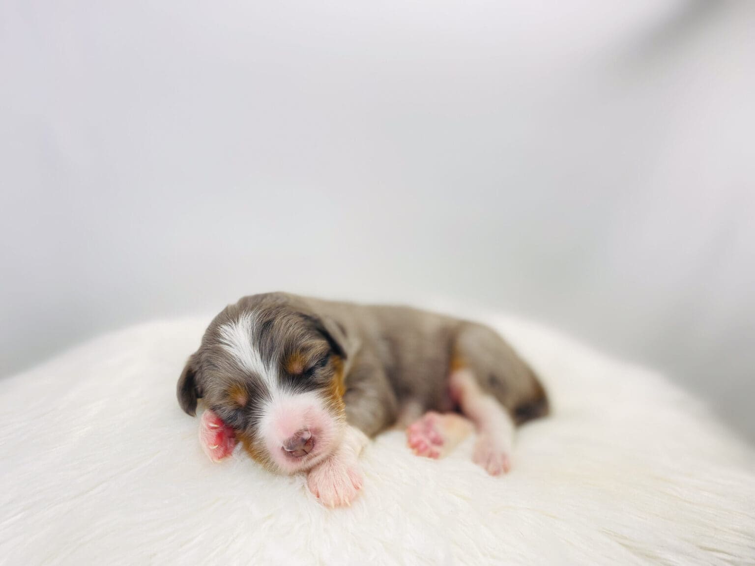 I am just a tiny baby and would love to join your family soon! Of course, you can’t see how cute and curly I will be when I get older, so the Dog Club will send updated photos when I am about 6 to 7 weeks old, if you choose to adopt me. Infant puppy deposits are refundable or transferrable.