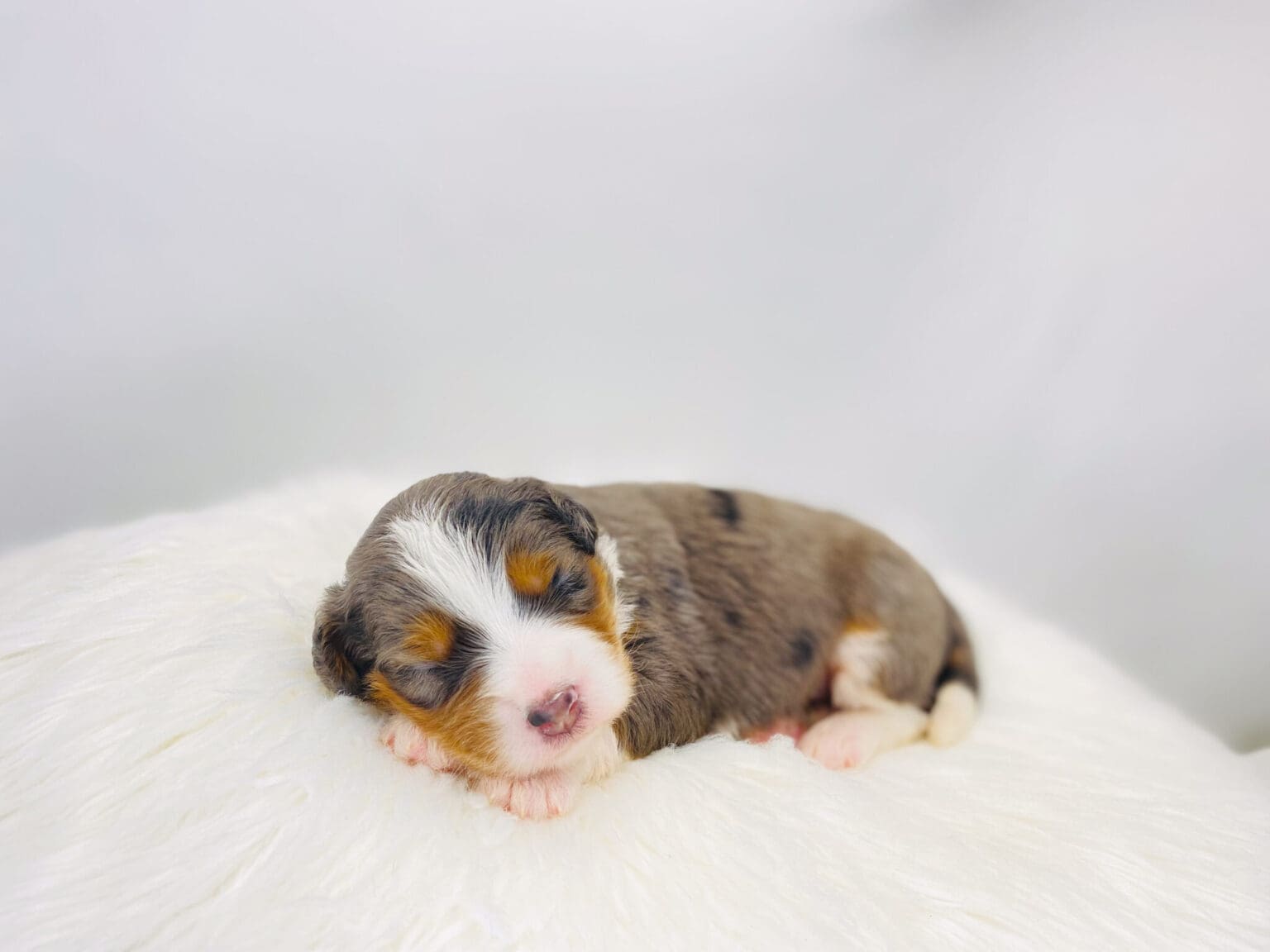 I am just a tiny baby and would love to join your family soon! Of course, you can’t see how cute and curly I will be when I get older, so the Dog Club will send updated photos when I am about 6 to 7 weeks old, if you choose to adopt me. Infant puppy deposits are refundable or transferrable.