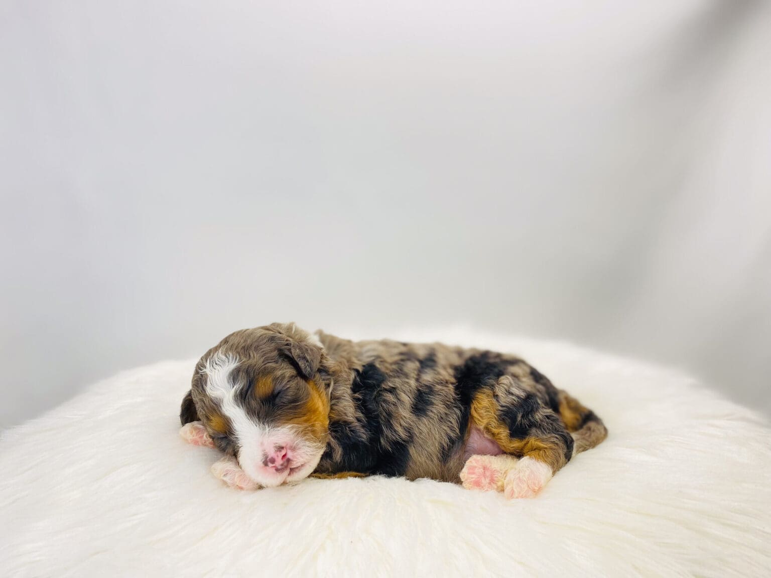 I am just a tiny baby and would love to join your family soon! Of course, you can’t see how cute and curly I will be when I get older, so the Dog Club will send updated photos when I am about 6 to 7 weeks old, if you choose to adopt me. Infant puppy deposits are refundable or transferrable.