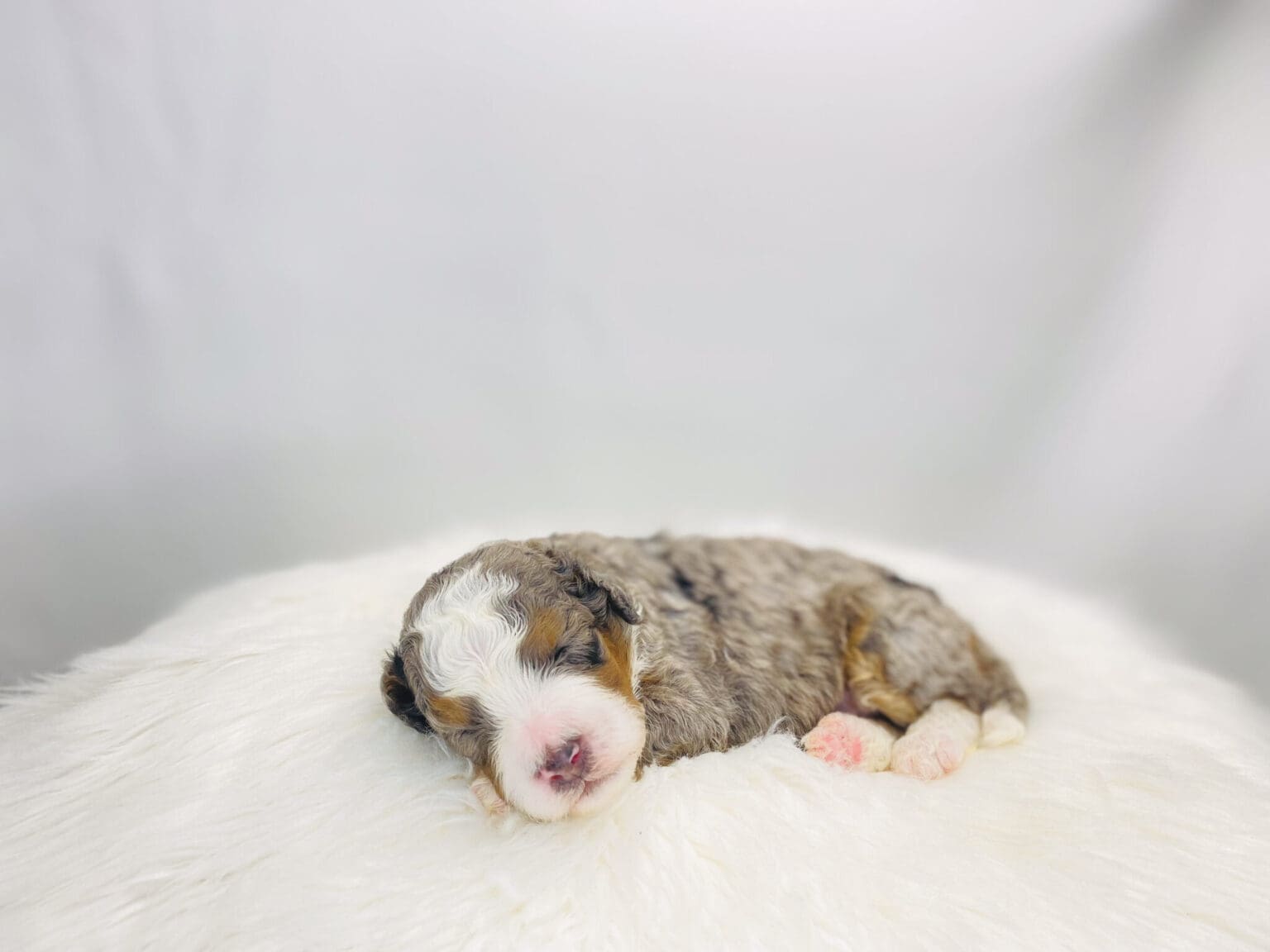 I am just a tiny baby and would love to join your family soon! Of course, you can’t see how cute and curly I will be when I get older, so the Dog Club will send updated photos when I am about 6 to 7 weeks old, if you choose to adopt me. Infant puppy deposits are refundable or transferrable.