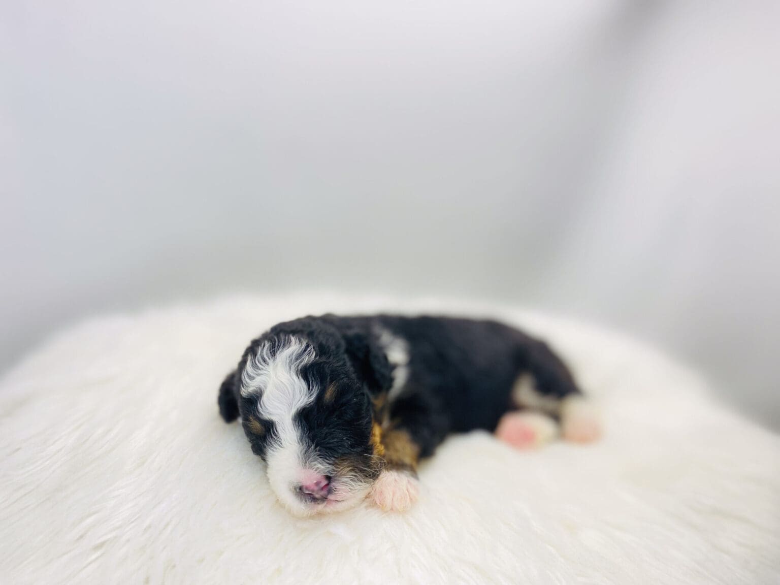 I am just a tiny baby and would love to join your family soon! Of course, you can’t see how cute and curly I will be when I get older, so the Dog Club will send updated photos when I am about 6 to 7 weeks old, if you choose to adopt me. Infant puppy deposits are refundable or transferrable.