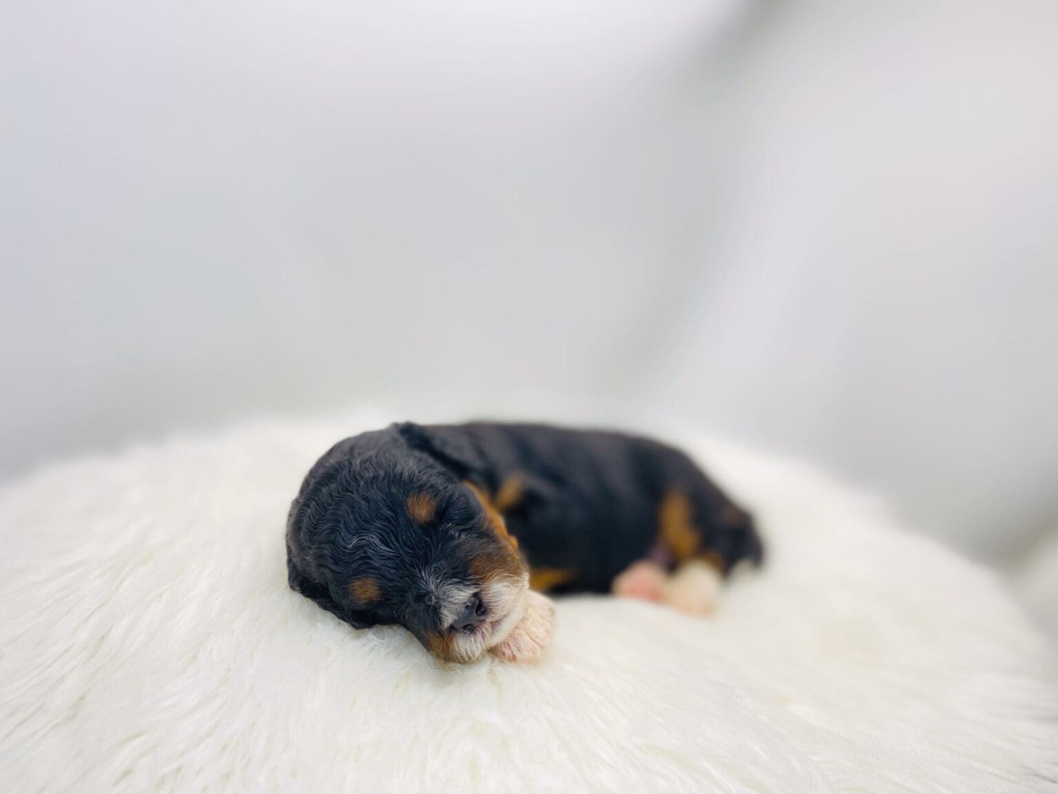 I am just a tiny baby and would love to join your family soon! Of course, you can’t see how cute and curly I will be when I get older, so the Dog Club will send updated photos when I am about 6 to 7 weeks old, if you choose to adopt me. Infant puppy deposits are refundable or transferrable.