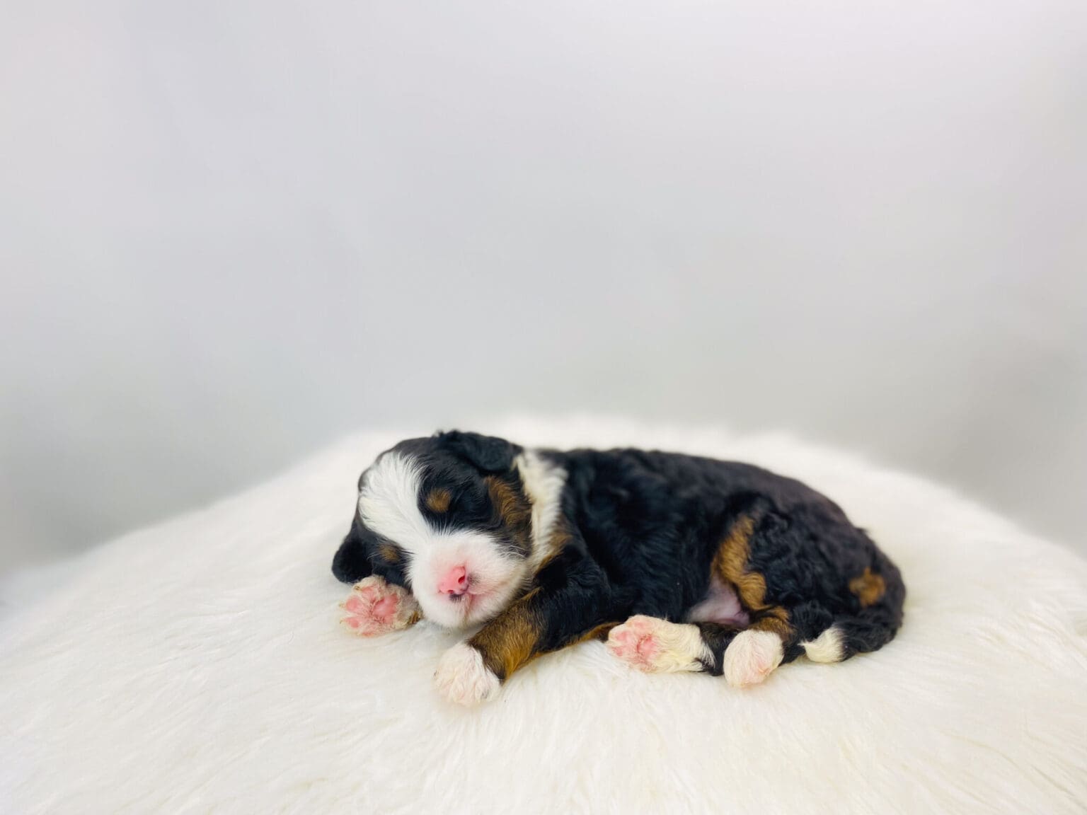 I am just a tiny baby and would love to join your family soon! Of course, you can’t see how cute and curly I will be when I get older, so the Dog Club will send updated photos when I am about 6 to 7 weeks old, if you choose to adopt me. Infant puppy deposits are refundable or transferrable.