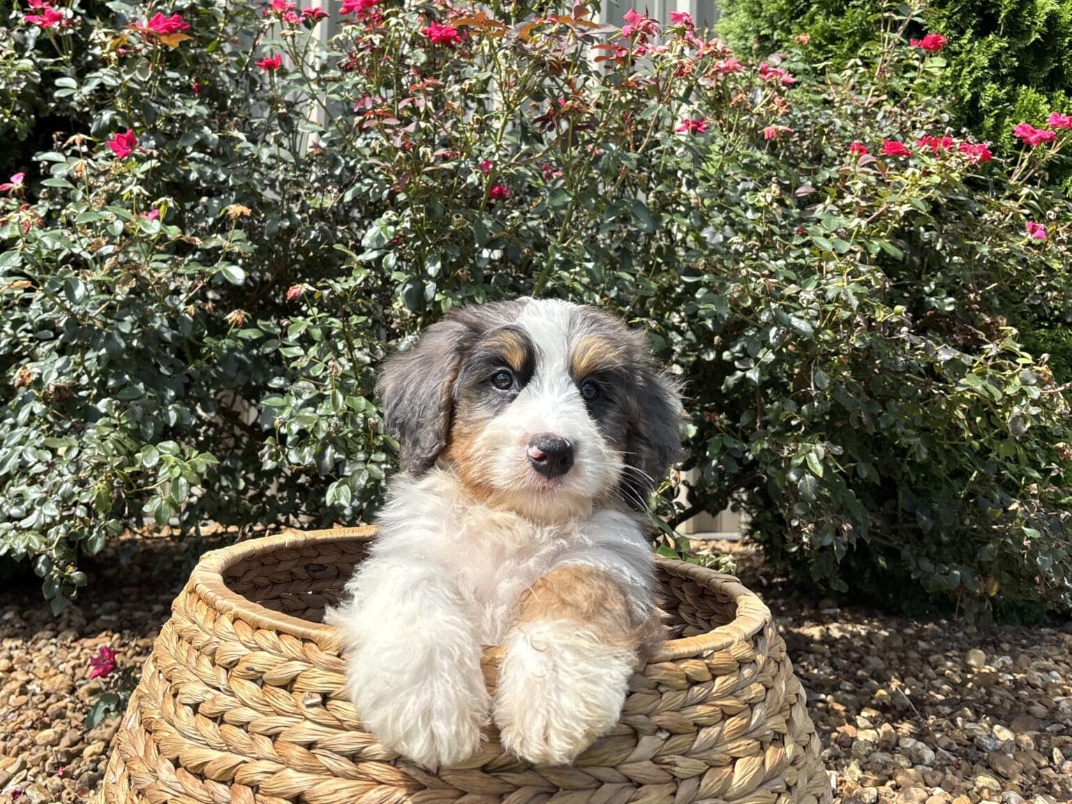 I am just a tiny baby and would love to join your family soon! Of course, you can’t see how cute and curly I will be when I get older, so the Dog Club will send updated photos when I am about 6 to 7 weeks old, if you choose to adopt me. Infant puppy deposits are refundable or transferrable.