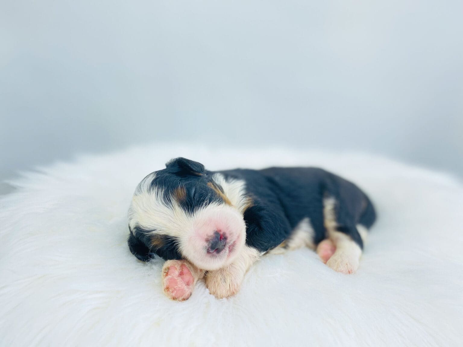 I am just a tiny baby and would love to join your family soon! Of course, you can’t see how cute and curly I will be when I get older, so the Dog Club will send updated photos when I am about 6 to 7 weeks old, if you choose to adopt me. Infant puppy deposits are refundable or transferrable.