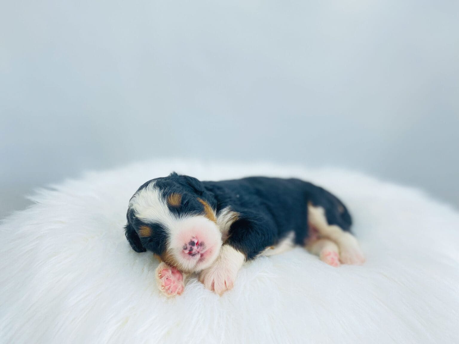 I am just a tiny baby and would love to join your family soon! Of course, you can’t see how cute and curly I will be when I get older, so the Dog Club will send updated photos when I am about 6 to 7 weeks old, if you choose to adopt me. Infant puppy deposits are refundable or transferrable.