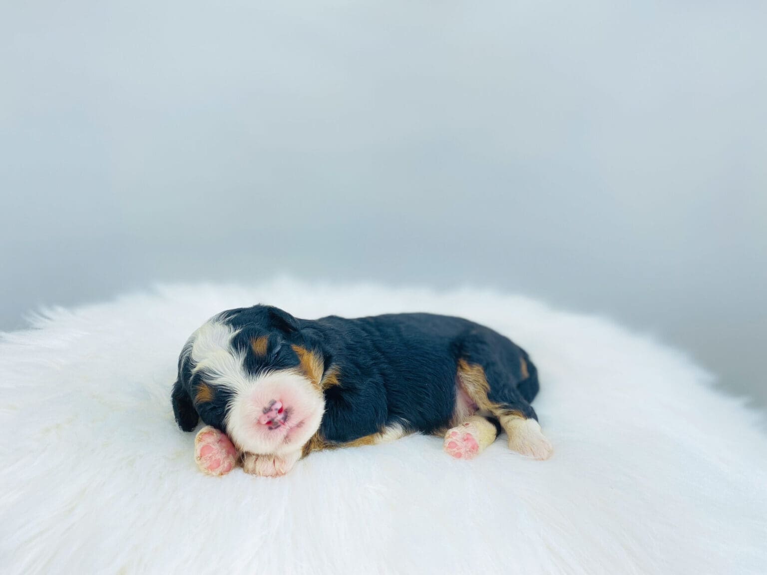 I am just a tiny baby and would love to join your family soon! Of course, you can’t see how cute and curly I will be when I get older, so the Dog Club will send updated photos when I am about 6 to 7 weeks old, if you choose to adopt me. Infant puppy deposits are refundable or transferrable.