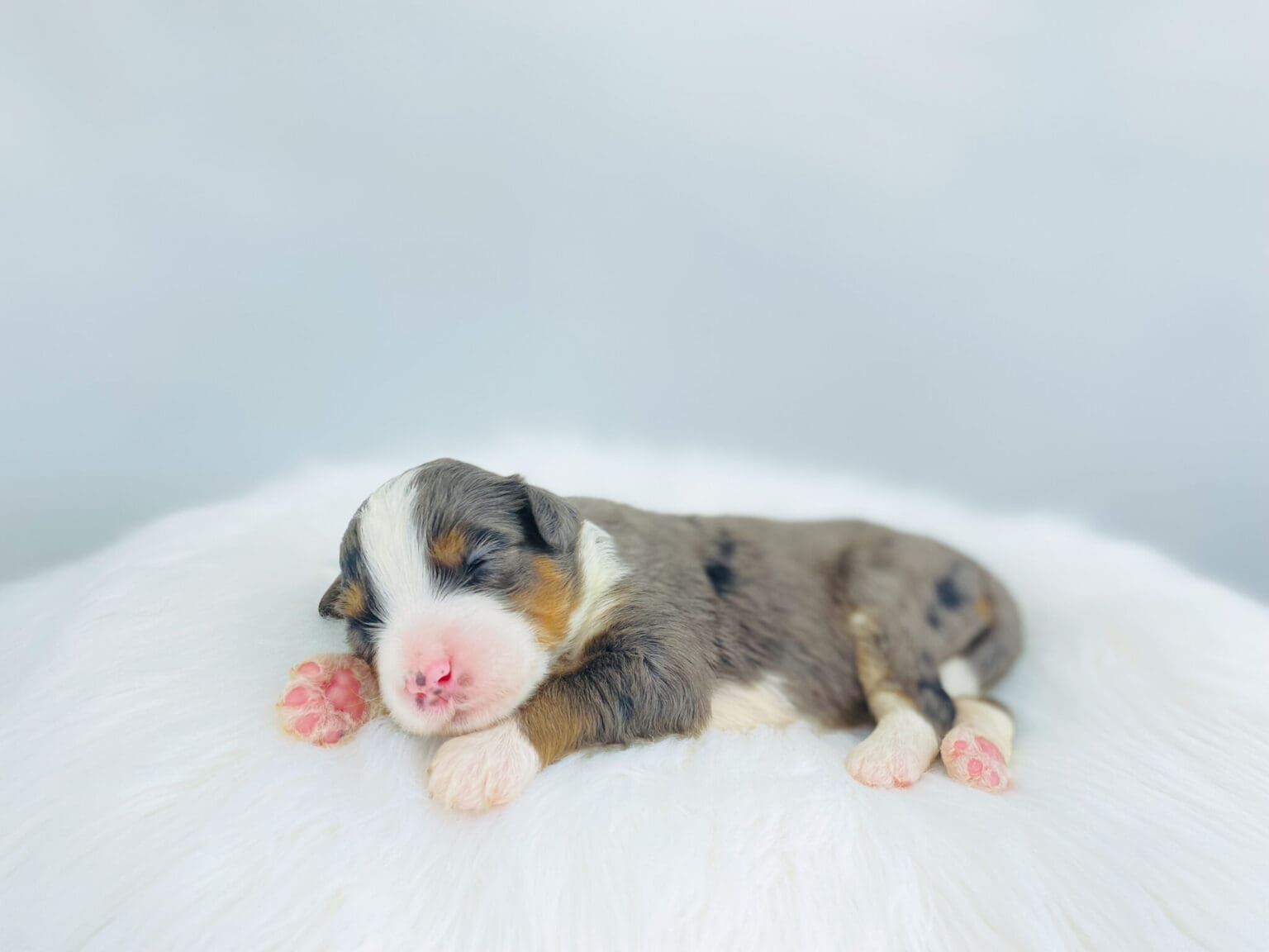 I am just a tiny baby and would love to join your family soon! Of course, you can’t see how cute and curly I will be when I get older, so the Dog Club will send updated photos when I am about 6 to 7 weeks old, if you choose to adopt me. Infant puppy deposits are refundable or transferrable.