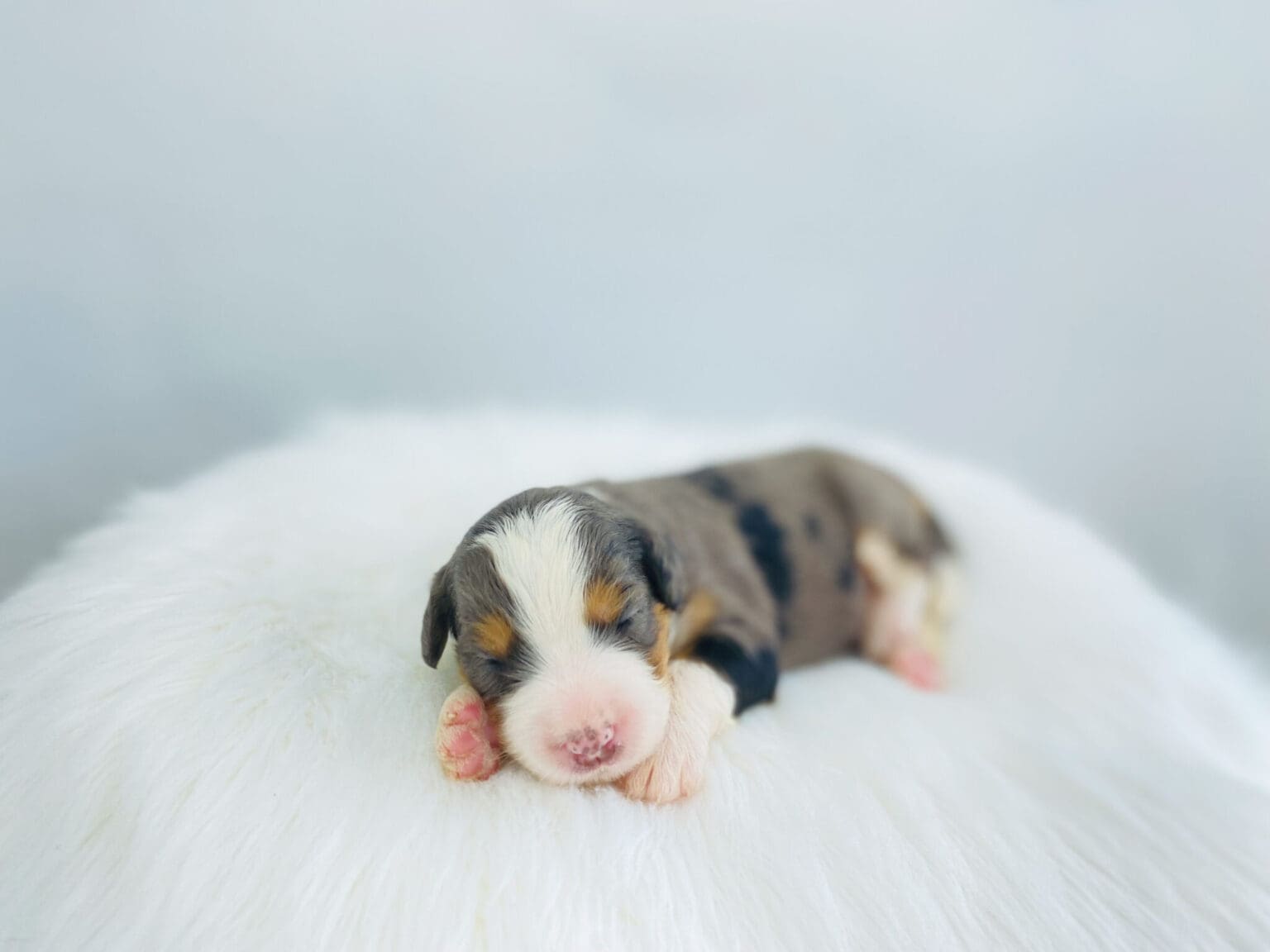 I am just a tiny baby and would love to join your family soon! Of course, you can’t see how cute and curly I will be when I get older, so the Dog Club will send updated photos when I am about 6 to 7 weeks old, if you choose to adopt me. Infant puppy deposits are refundable or transferrable.
