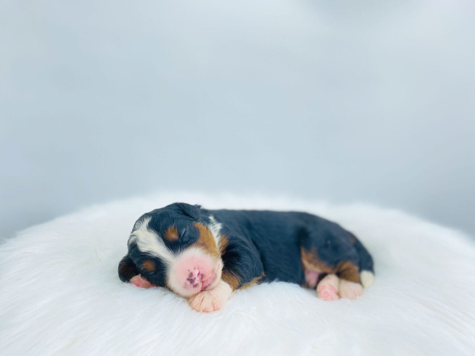 I am just a tiny baby and would love to join your family soon! Of course, you can’t see how cute and curly I will be when I get older, so the Dog Club will send updated photos when I am about 6 to 7 weeks old, if you choose to adopt me. Infant puppy deposits are refundable or transferrable.