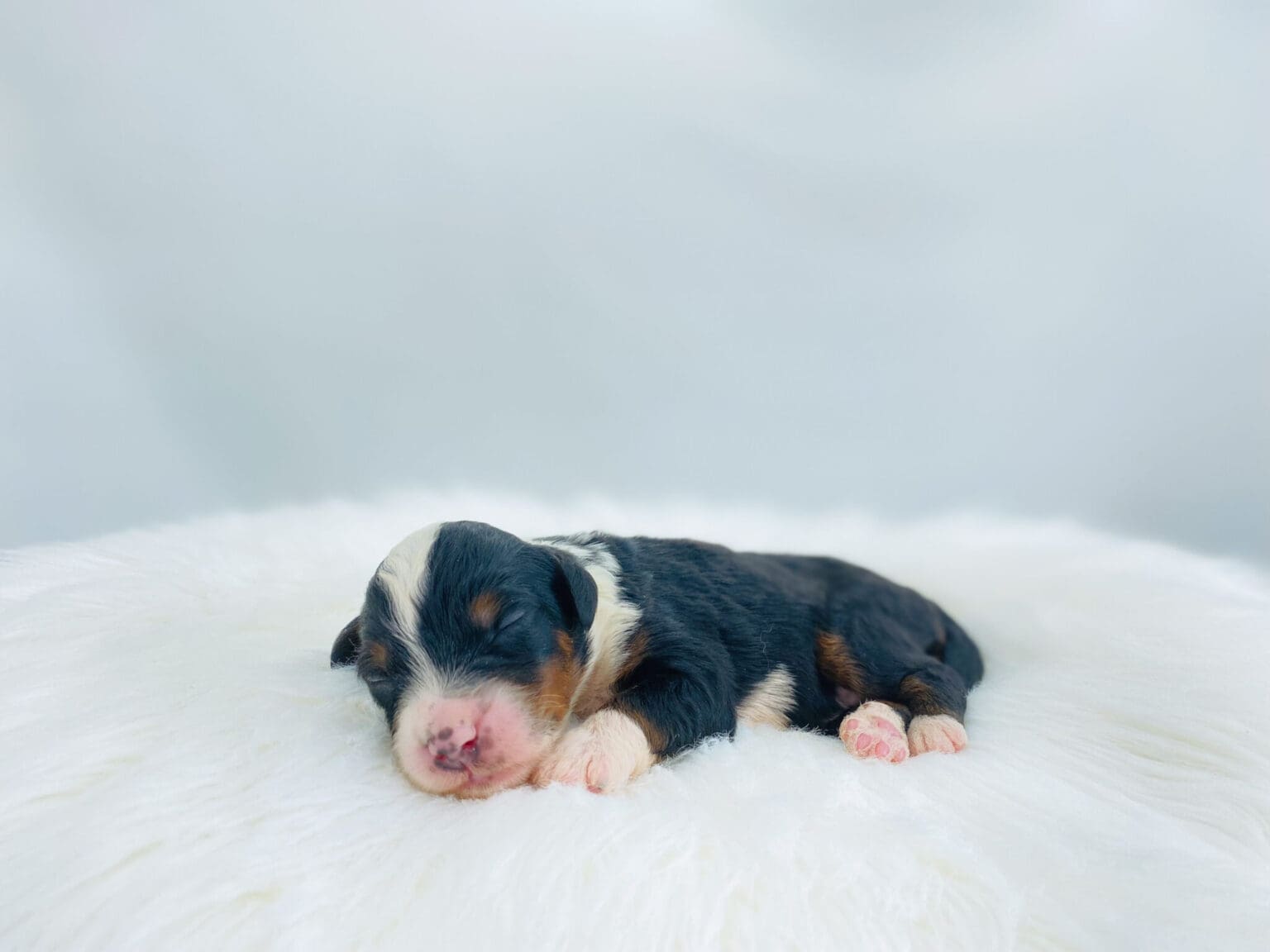 I am just a tiny baby and would love to join your family soon! Of course, you can’t see how cute and curly I will be when I get older, so the Dog Club will send updated photos when I am about 6 to 7 weeks old, if you choose to adopt me. Infant puppy deposits are refundable or transferrable.