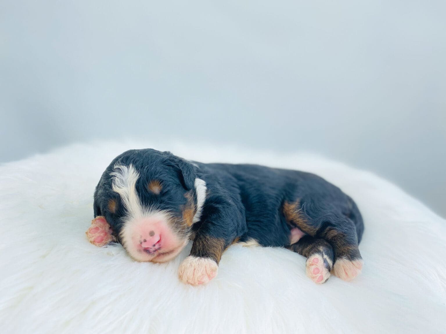 I am just a tiny baby and would love to join your family soon! Of course, you can’t see how cute and curly I will be when I get older, so the Dog Club will send updated photos when I am about 6 to 7 weeks old, if you choose to adopt me. Infant puppy deposits are refundable or transferrable.