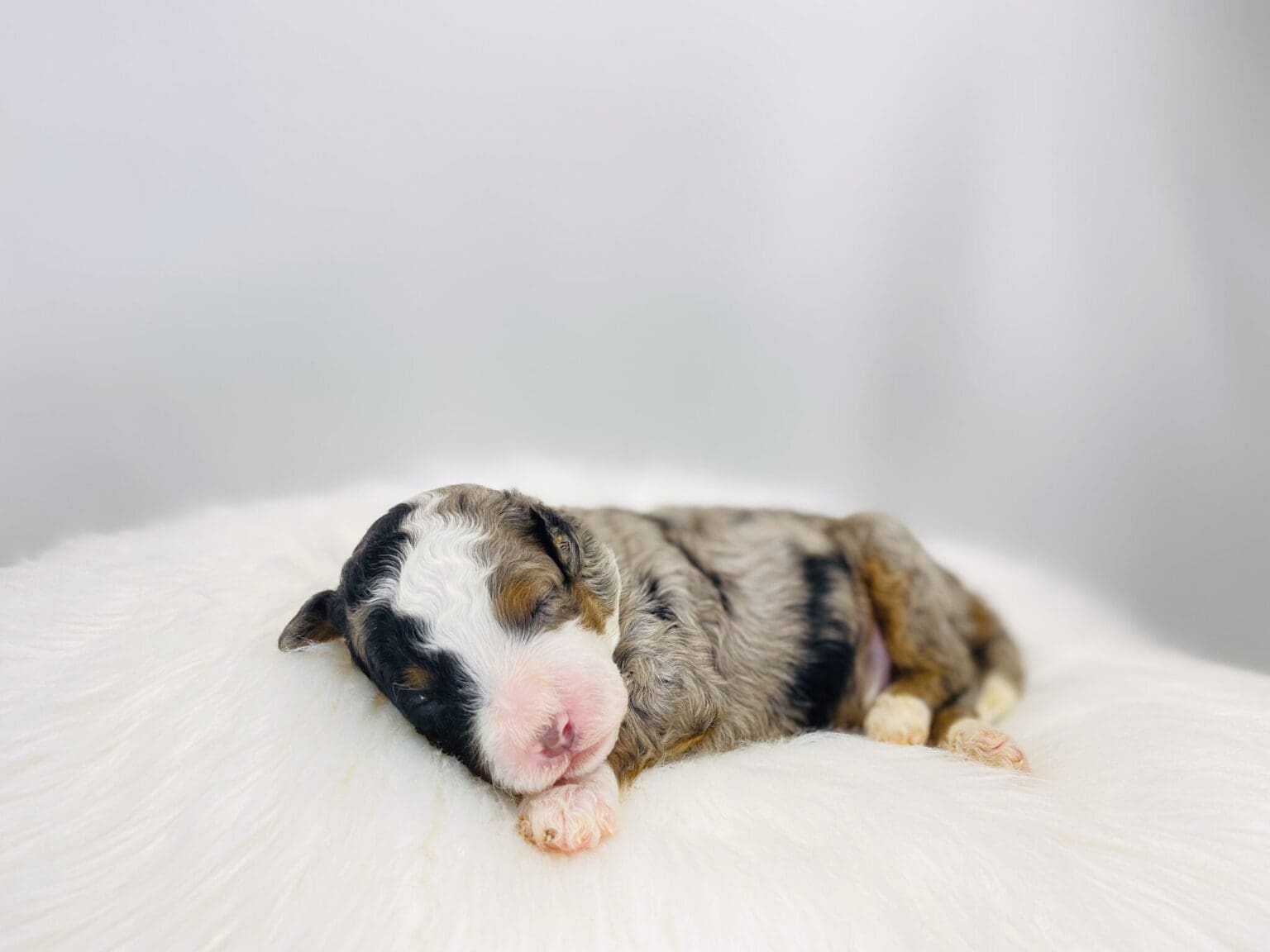 I am just a tiny baby and would love to join your family soon! Of course, you can’t see how cute and curly I will be when I get older, so the Dog Club will send updated photos when I am about 6 to 7 weeks old, if you choose to adopt me. Infant puppy deposits are refundable or transferrable.