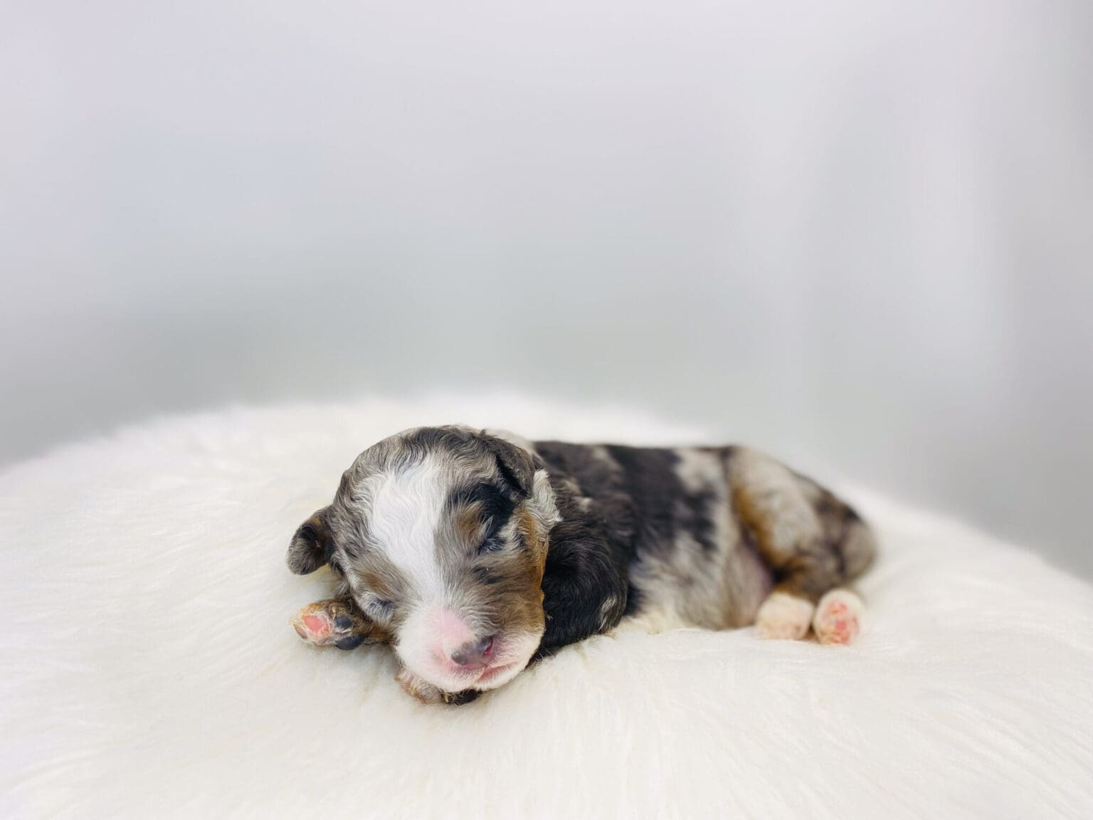 I am just a tiny baby and would love to join your family soon! Of course, you can’t see how cute and curly I will be when I get older, so the Dog Club will send updated photos when I am about 6 to 7 weeks old, if you choose to adopt me. Infant puppy deposits are refundable or transferrable.