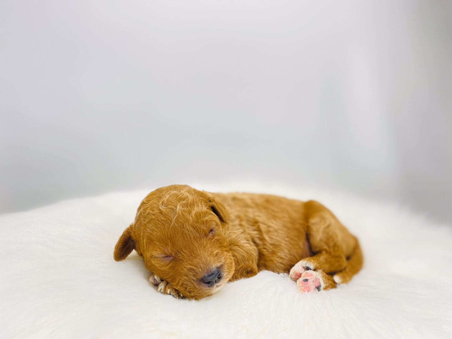 I am just a tiny baby and would love to join your family soon! Of course, you can’t see how cute and curly I will be when I get older, so the Dog Club will send updated photos when I am about 6 to 7 weeks old, if you choose to adopt me. Infant puppy deposits are refundable or transferrable.