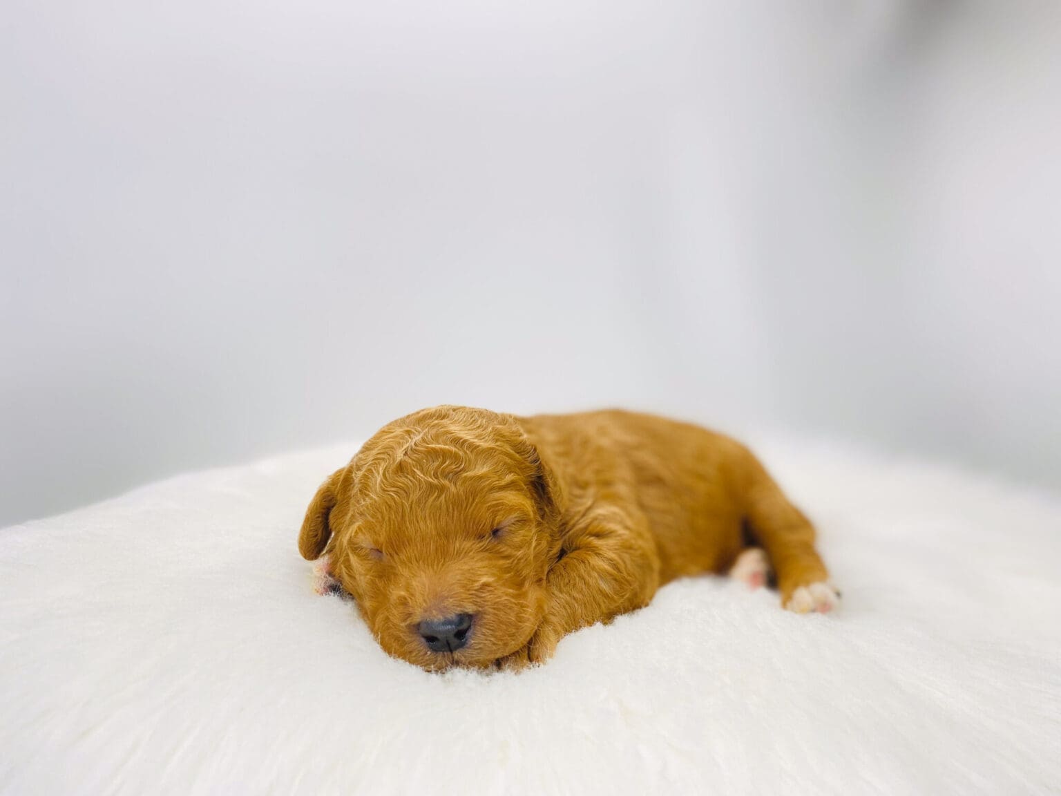 I am just a tiny baby and would love to join your family soon! Of course, you can’t see how cute and curly I will be when I get older, so the Dog Club will send updated photos when I am about 6 to 7 weeks old, if you choose to adopt me. Infant puppy deposits are refundable or transferrable.