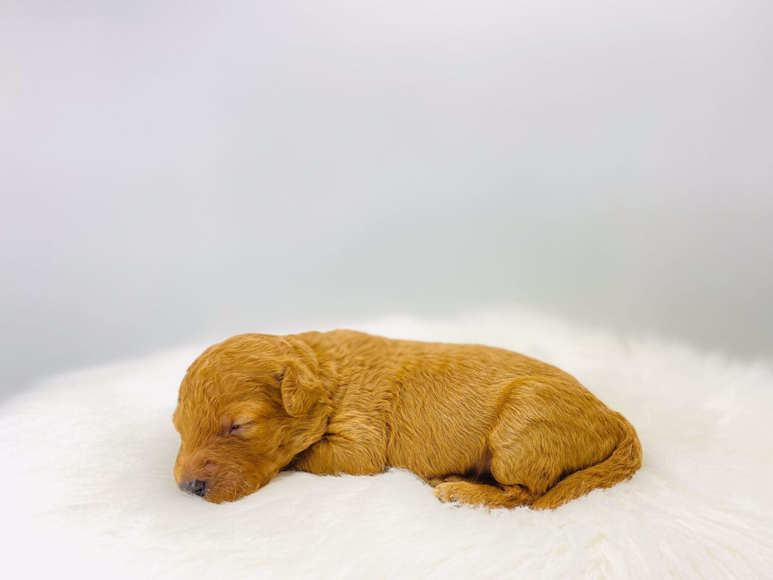 I am just a tiny baby and would love to join your family soon! Of course, you can’t see how cute and curly I will be when I get older, so the Dog Club will send updated photos when I am about 6 to 7 weeks old, if you choose to adopt me. Infant puppy deposits are refundable or transferrable.