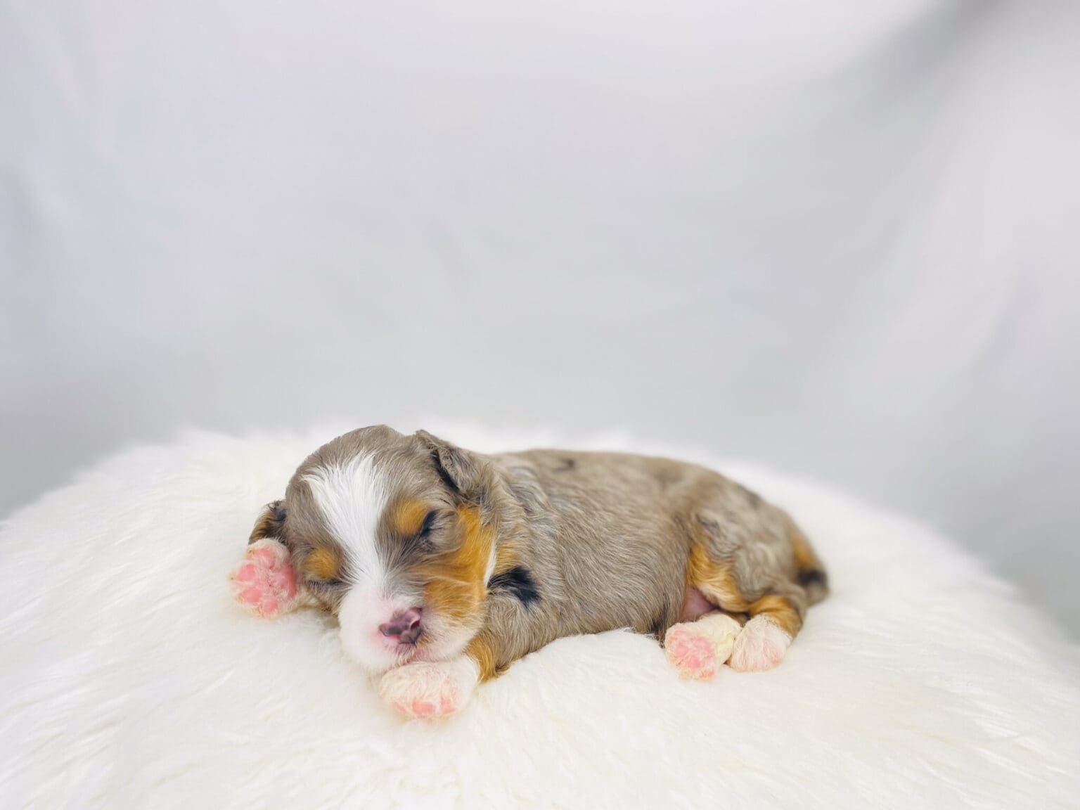 I am just a tiny baby and would love to join your family soon! Of course, you can’t see how cute and curly I will be when I get older, so the Dog Club will send updated photos when I am about 6 to 7 weeks old, if you choose to adopt me. Infant puppy deposits are refundable or transferrable.