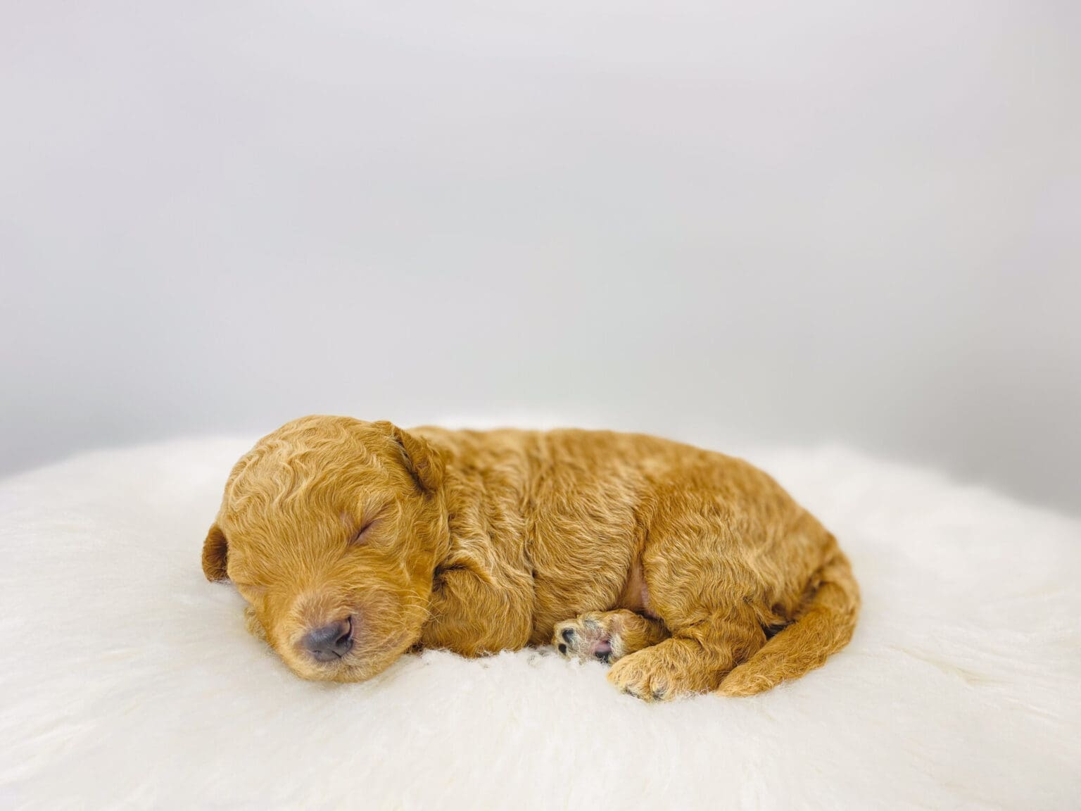 I am just a tiny baby and would love to join your family soon! Of course, you can’t see how cute and curly I will be when I get older, so the Dog Club will send updated photos when I am about 6 to 7 weeks old, if you choose to adopt me. Infant puppy deposits are refundable or transferrable.