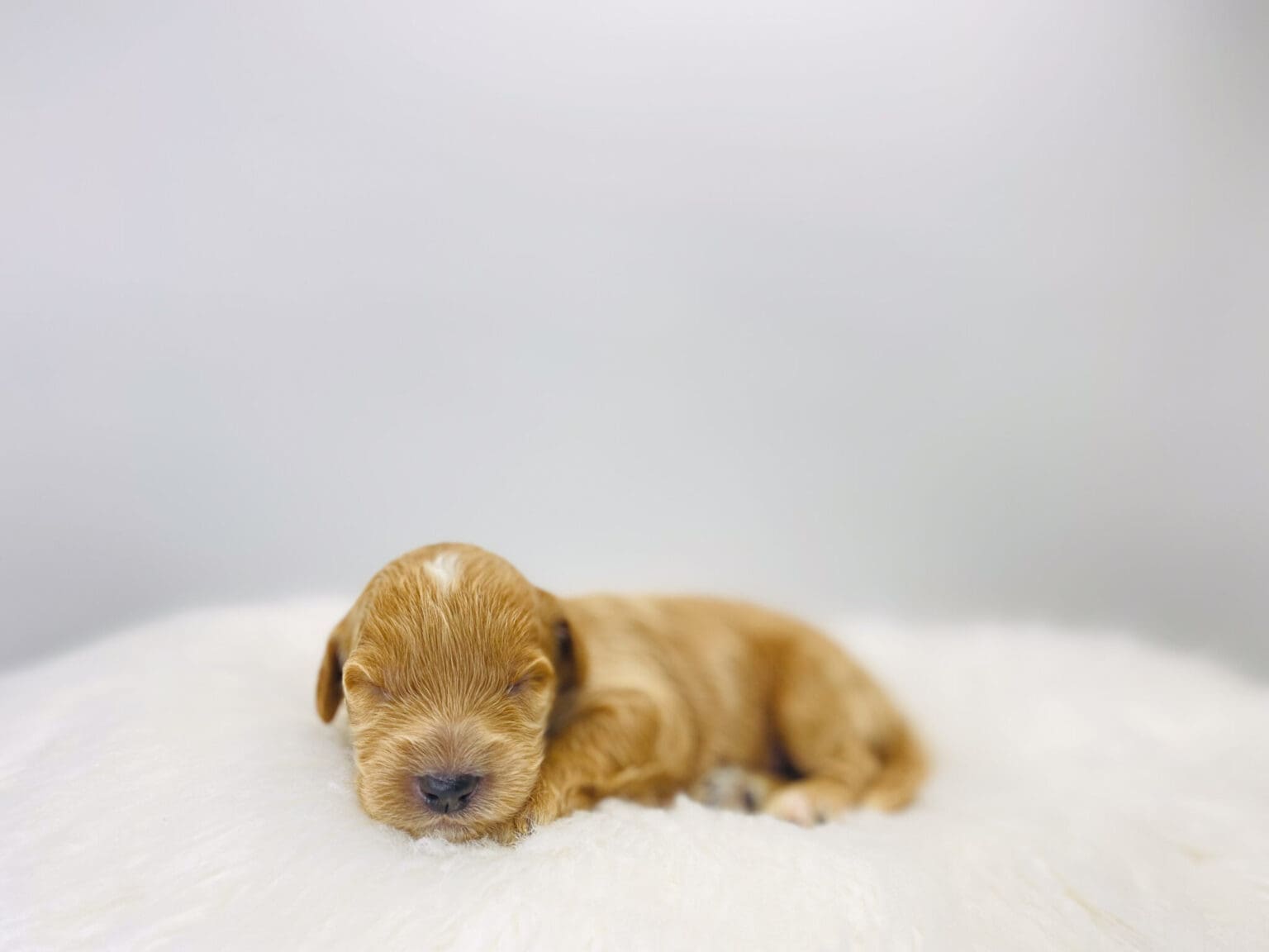 I am just a tiny baby and would love to join your family soon! Of course, you can’t see how cute and curly I will be when I get older, so the Dog Club will send updated photos when I am about 6 to 7 weeks old, if you choose to adopt me. Infant puppy deposits are refundable or transferrable.