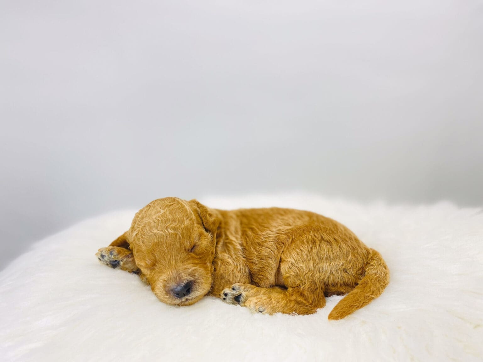 I am just a tiny baby and would love to join your family soon! Of course, you can’t see how cute and curly I will be when I get older, so the Dog Club will send updated photos when I am about 6 to 7 weeks old, if you choose to adopt me. Infant puppy deposits are refundable or transferrable.