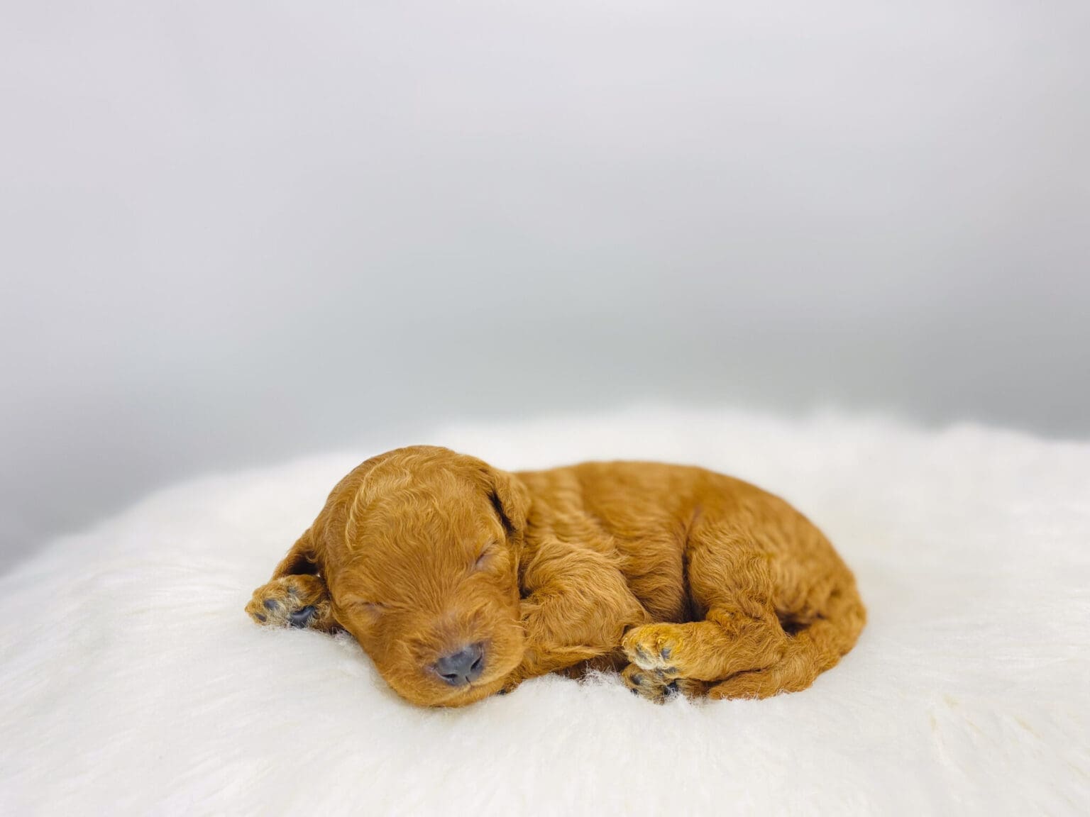 I am just a tiny baby and would love to join your family soon! Of course, you can’t see how cute and curly I will be when I get older, so the Dog Club will send updated photos when I am about 6 to 7 weeks old, if you choose to adopt me. Infant puppy deposits are refundable or transferrable.