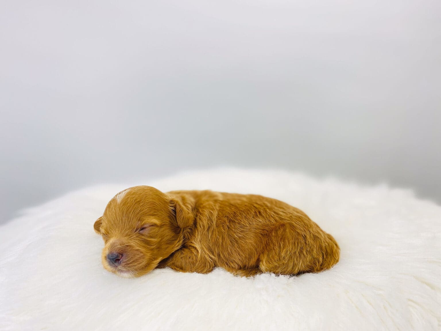 I am just a tiny baby and would love to join your family soon! Of course, you can’t see how cute and curly I will be when I get older, so the Dog Club will send updated photos when I am about 6 to 7 weeks old, if you choose to adopt me. Infant puppy deposits are refundable or transferrable.