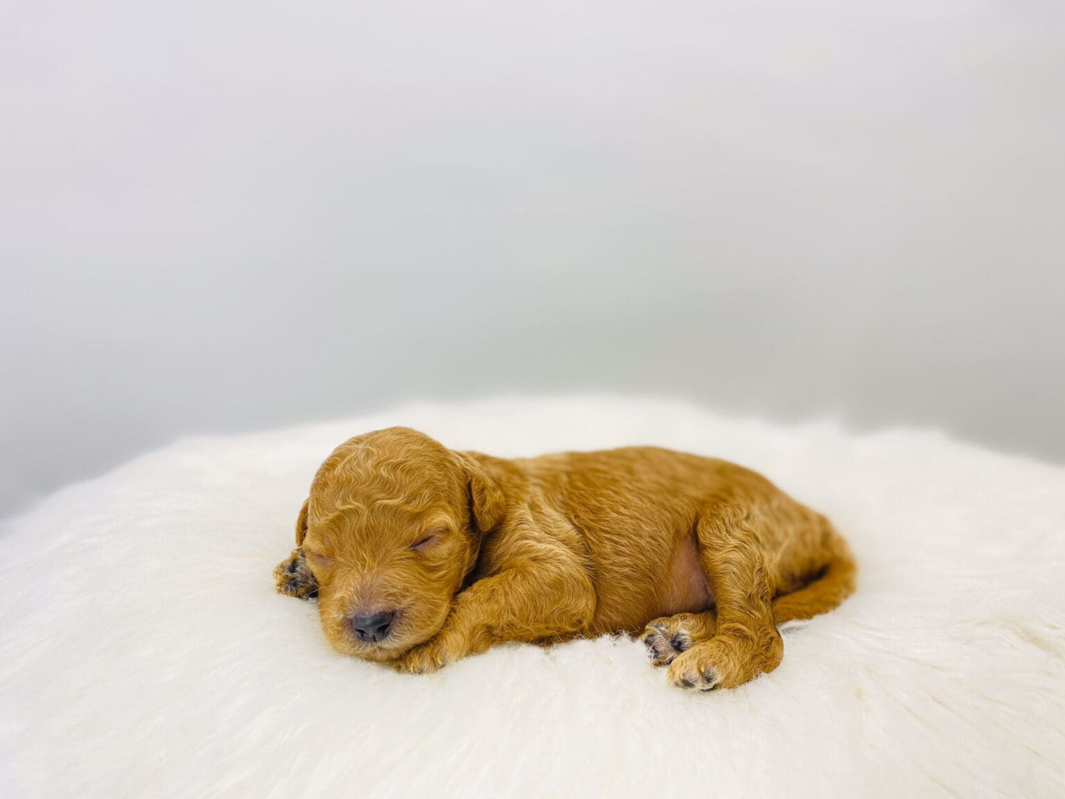 I am just a tiny baby and would love to join your family soon! Of course, you can’t see how cute and curly I will be when I get older, so the Dog Club will send updated photos when I am about 6 to 7 weeks old, if you choose to adopt me. Infant puppy deposits are refundable or transferrable.