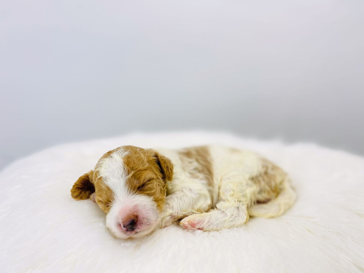 I am just a tiny baby and would love to join your family soon! Of course, you can’t see how cute and curly I will be when I get older, so the Dog Club will send updated photos when I am about 6 to 7 weeks old, if you choose to adopt me. Infant puppy deposits are refundable or transferrable.