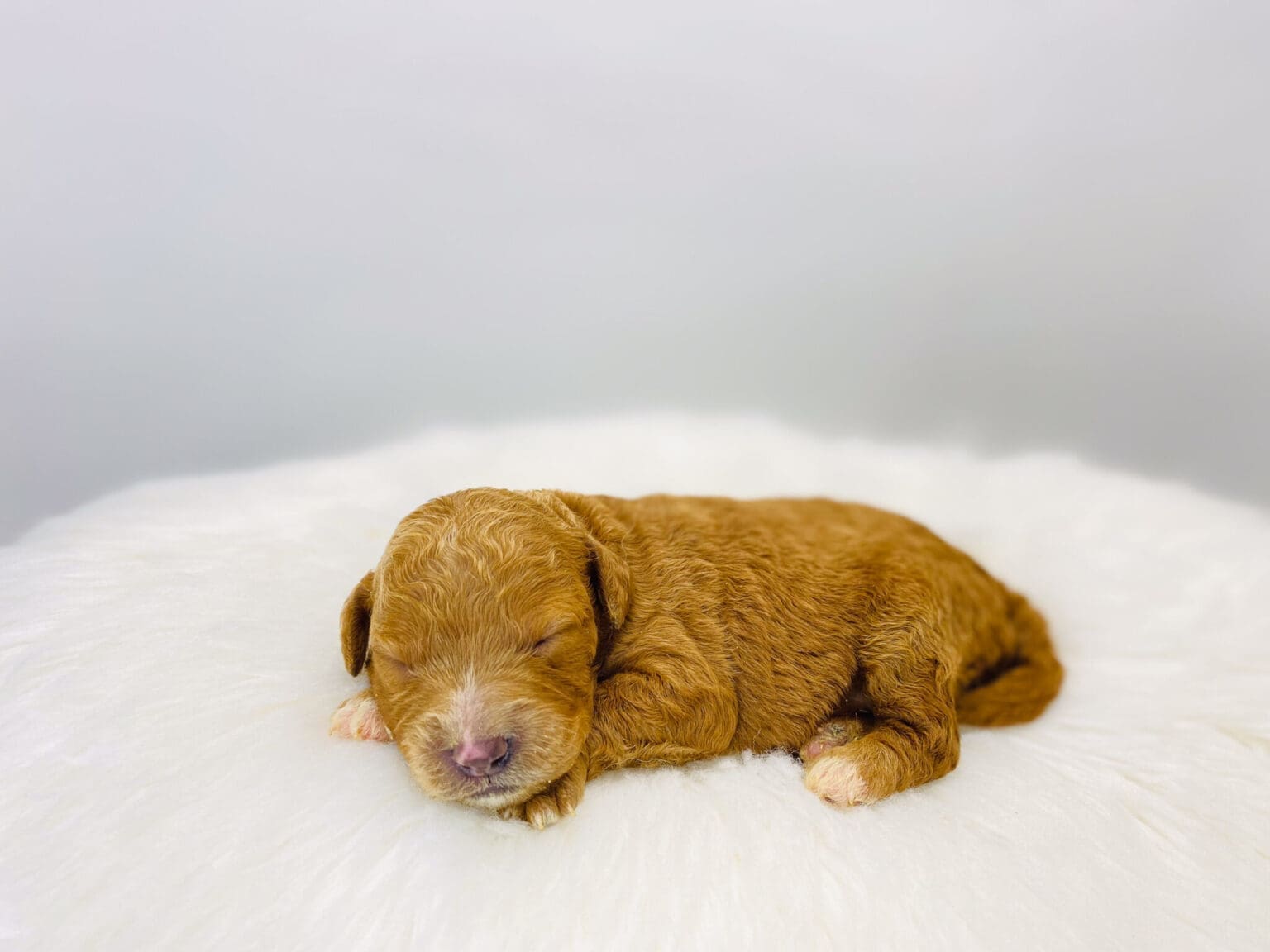 I am just a tiny baby and would love to join your family soon! Of course, you can’t see how cute and curly I will be when I get older, so the Dog Club will send updated photos when I am about 6 to 7 weeks old, if you choose to adopt me. Infant puppy deposits are refundable or transferrable.