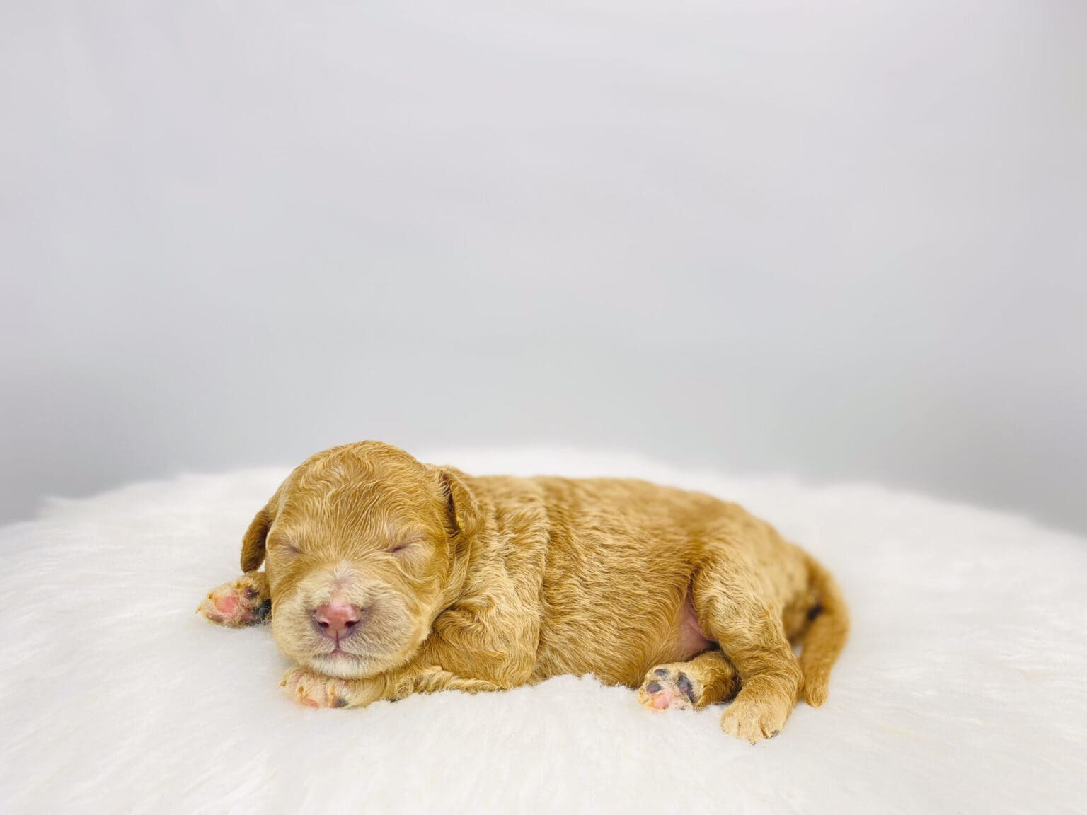 I am just a tiny baby and would love to join your family soon! Of course, you can’t see how cute and curly I will be when I get older, so the Dog Club will send updated photos when I am about 6 to 7 weeks old, if you choose to adopt me. Infant puppy deposits are refundable or transferrable.
