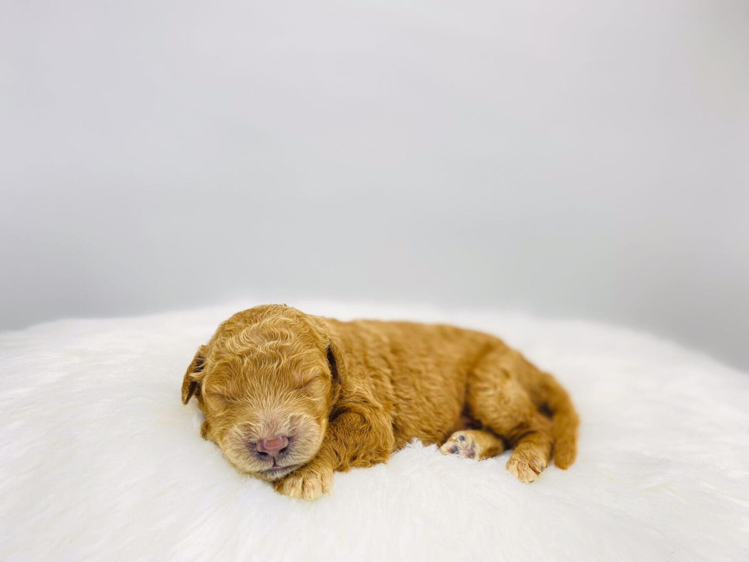 I am just a tiny baby and would love to join your family soon! Of course, you can’t see how cute and curly I will be when I get older, so the Dog Club will send updated photos when I am about 6 to 7 weeks old, if you choose to adopt me. Infant puppy deposits are refundable or transferrable.