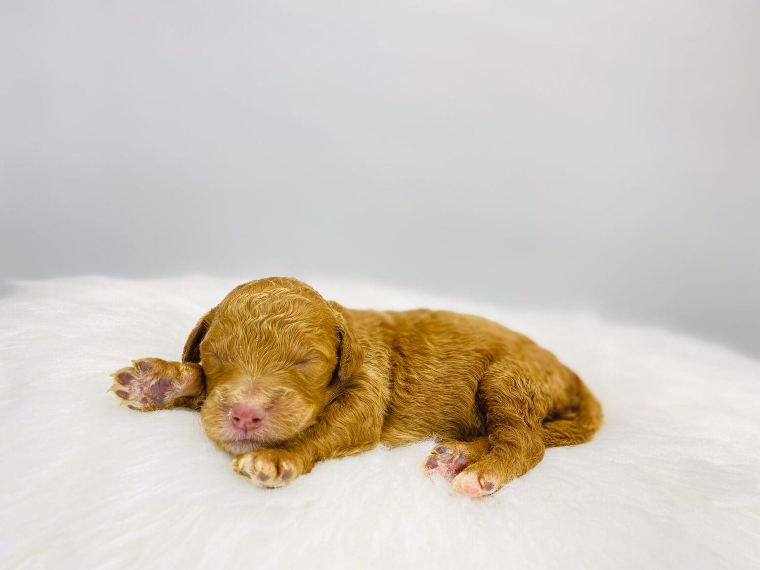 I am just a tiny baby and would love to join your family soon! Of course, you can’t see how cute and curly I will be when I get older, so the Dog Club will send updated photos when I am about 6 to 7 weeks old, if you choose to adopt me. Infant puppy deposits are refundable or transferrable.