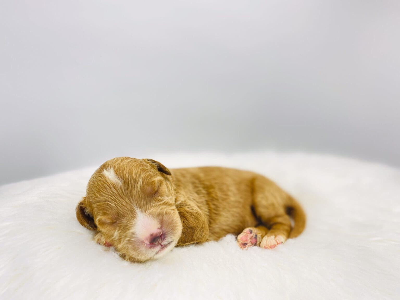 I am just a tiny baby and would love to join your family soon! Of course, you can’t see how cute and curly I will be when I get older, so the Dog Club will send updated photos when I am about 6 to 7 weeks old, if you choose to adopt me. Infant puppy deposits are refundable or transferrable.